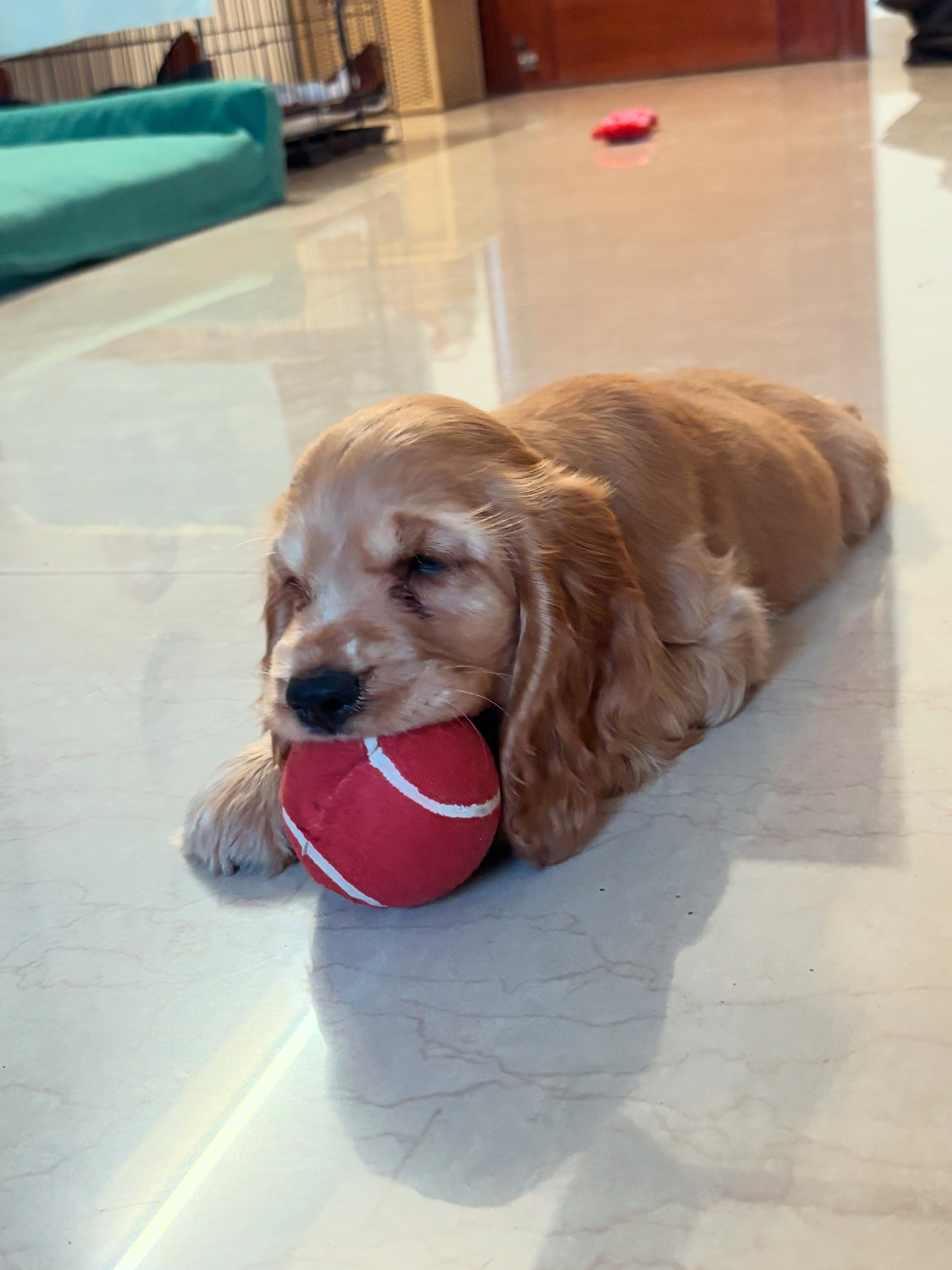 Meet Zari ✨
Full name: Zari Sitara.
Named after the golden thread that makes fabric truly special and invaluable… because somehow, in just one week, she’s already become the thread weaving our little family even closer together. 💛
We thought we were bringing home a cute little puppy.
Turns out she’s actually:
50% golden potato
30% velociraptor
20% chaos
100% loved 🐾