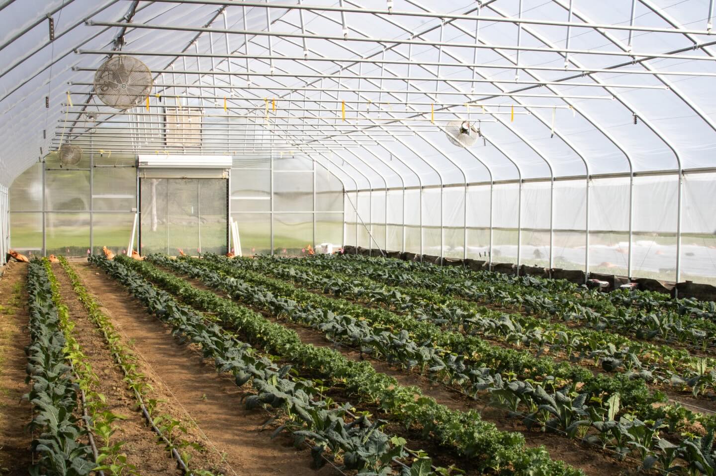 veggies: coming soon 🌱