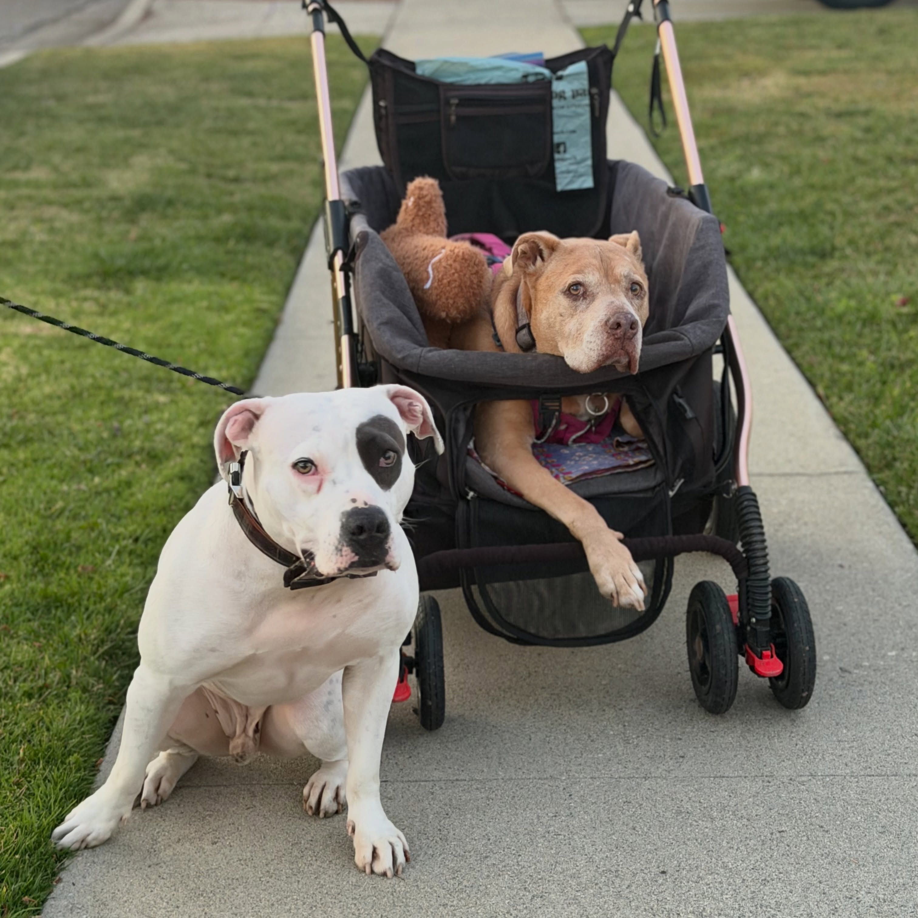 Evening walk with our friend RAMEN!🍜