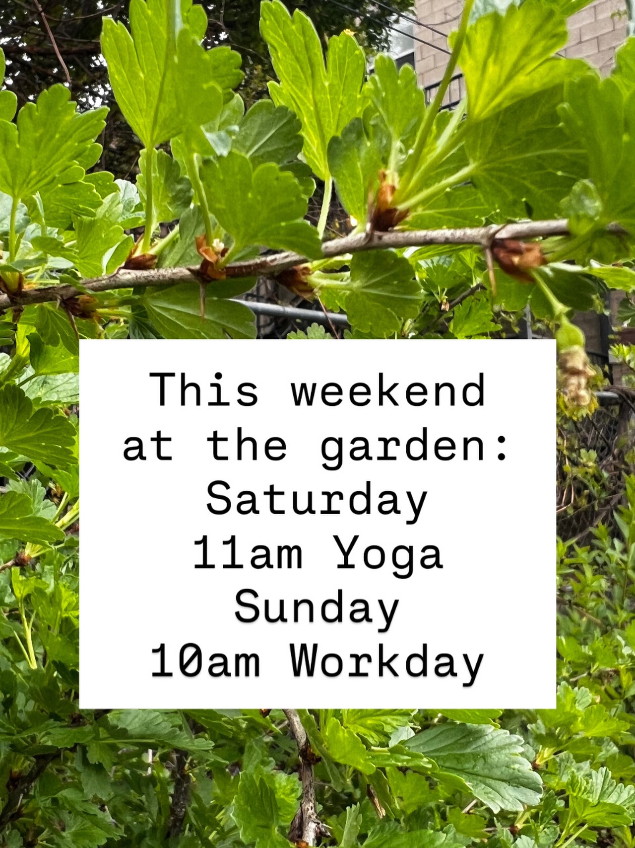 šŖ Hereās whatās happening this weekend at the garden:
š§ Saturday 5/16 Yoga starts up for the summer! 11am, bring a yoga mat, water bottle, and any friends who may like to join!
š Sunday 5/17 is a Gardener Group WorkDay !
Several projects this weekend including:
- building the base for the new shed annex
planting the flowers around the shade structure
- putting up the shade canopy
- assisting the FarmStand team assembling two tall raised planters
- assisting the FarmStand team planting veggies received from the CCGA Distribution
- plus regular garden maintenance of the border gardens and property.
Many hands make less work ! Come enjoy the greenspace and blooming flowers š, meet new people, and pitch in!!