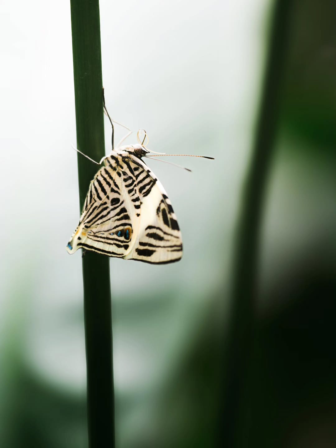 Just hanging out. π¦π±
Always a delight visiting one of the best places in the entire world - the Cambridge Butterfly Conservatory. π I could spend hours here just making friends with all of the butterflies. π
(2026-04-30)
#cambridgebutterflyconservatory #butterfly #photographer #nature #butterflyphotography