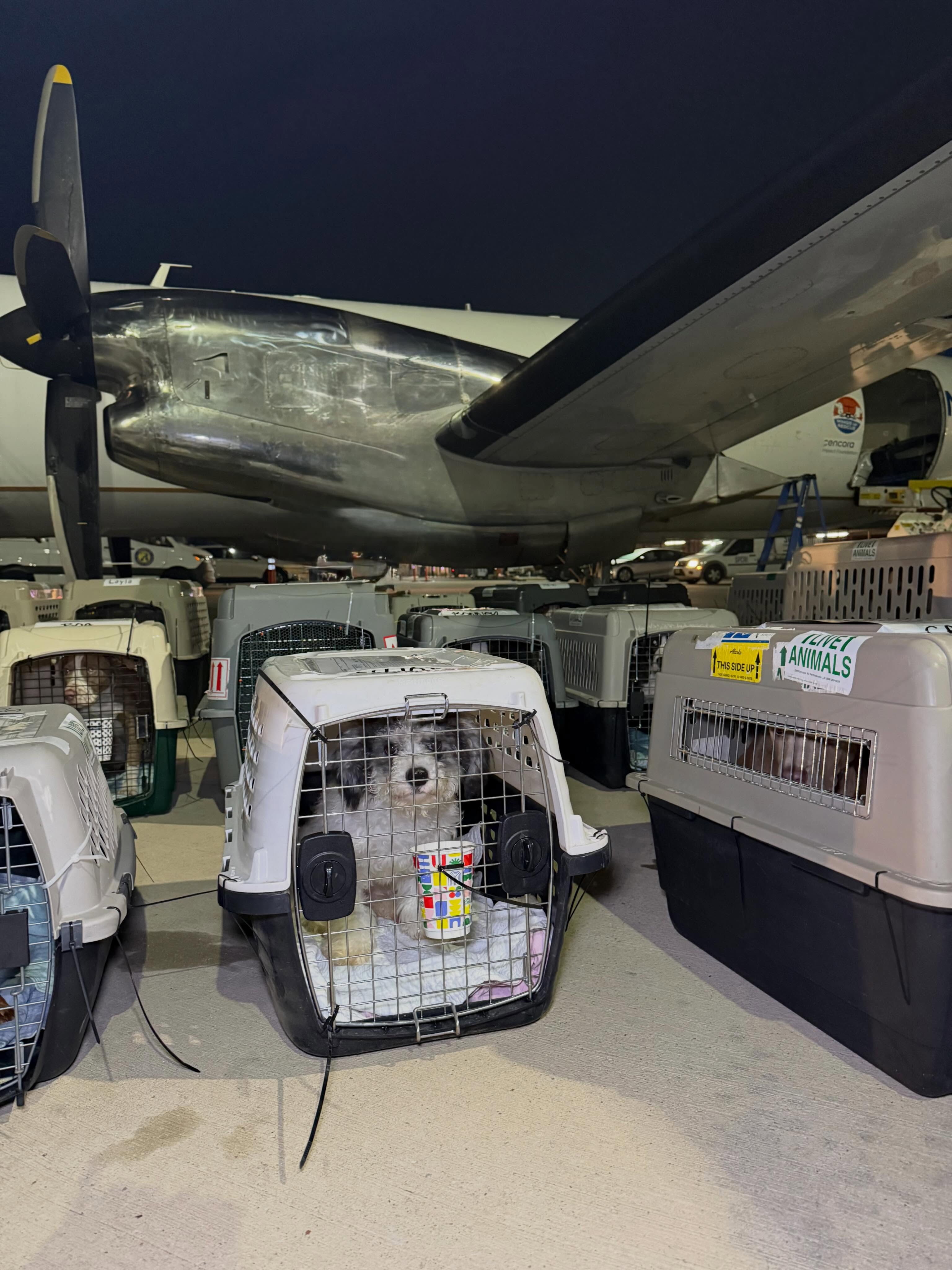There’s a side of rescue most people never see.
Not the flight photos. Not the happy endings. Not the celebrations after takeoff.
It’s the late-night calls. The overflowing kennels. The shelter teams trying to create space during puppy and kitten season while intake keeps rising faster than pets are leaving.
That reality is what moves us.
From Texas to California to Florida and beyond, we work with partners across North America and the Caribbean to create opportunity where it’s needed most.
What started in 2012 with one small plane has now helped move more than 90,000 pets toward safety.
Houston, we’re on our way. ✈️
Support our mission. Link in bio.
#LetTheFurFly #dogs #cats #rescue