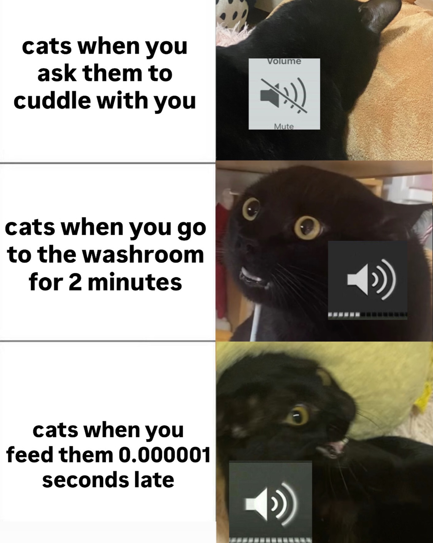 they're always being dramatic 🚶🏻♀️🐈⬛
#catlovers #funnycat #funnymemes #cats_of_instagram