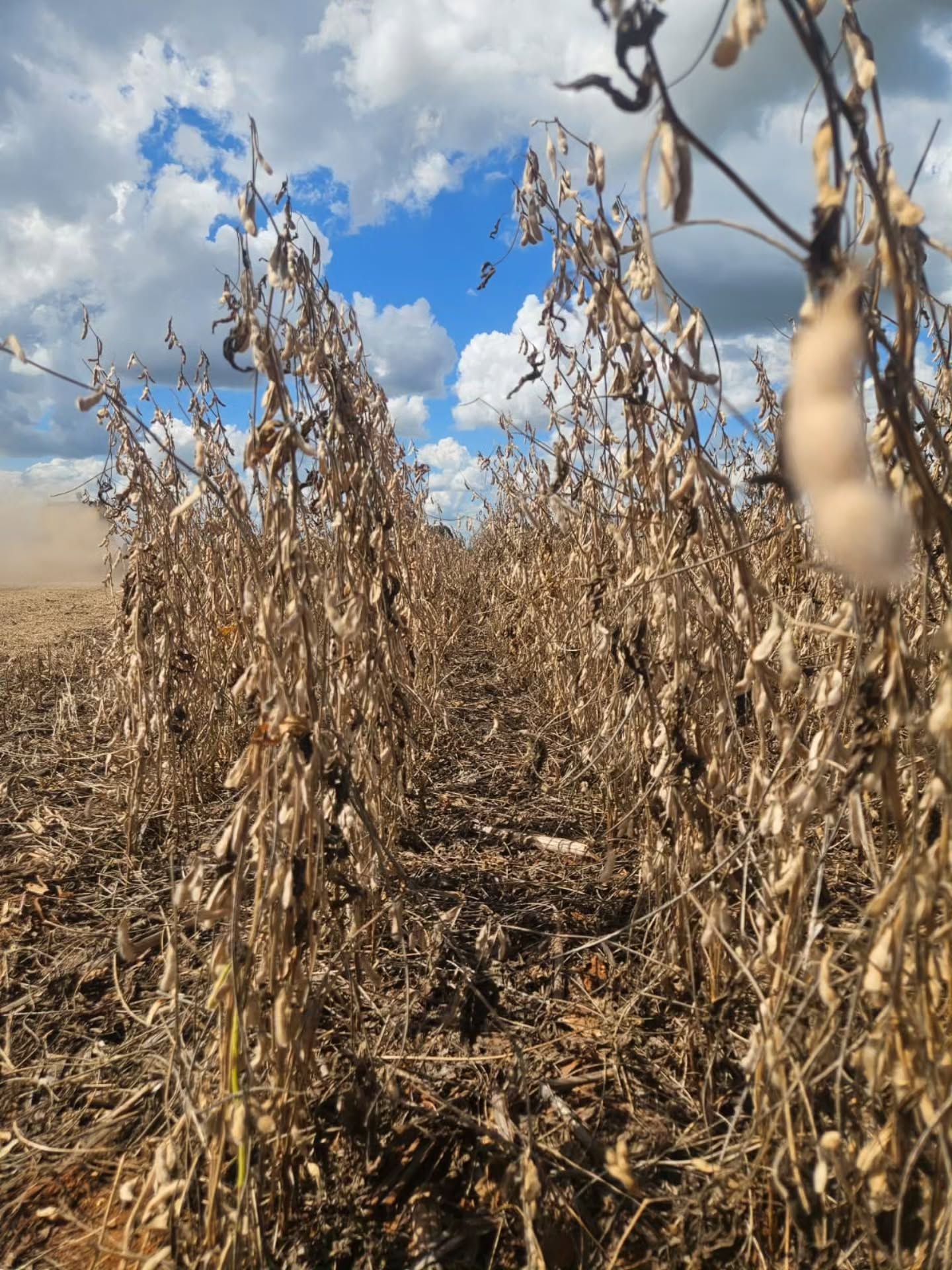 Nossas soluções vão muito além da tecnologia! É no campo que fazemos a diferença e entregamos aos nossos clientes uma solução completa, integrada e confiável.
Seja para o Agro, Seguro e Crédito ou Infraestrutura, nossos clientes contam com uma estrutura completa que conecta dados climáticos a operações reais do dia-a-dia materializando informação local em ação real.
Essas imagens, registradas por membros da nossa equipe (e aqui fica um agradecimento especial a cada um de vocês!!!), ilustram um pouco do que a Cyan prega, tecnologia e equipe especializada.
Cyan. Sempre que precisar.
#tbt #agro #seguro #crédito #Infraestrutura