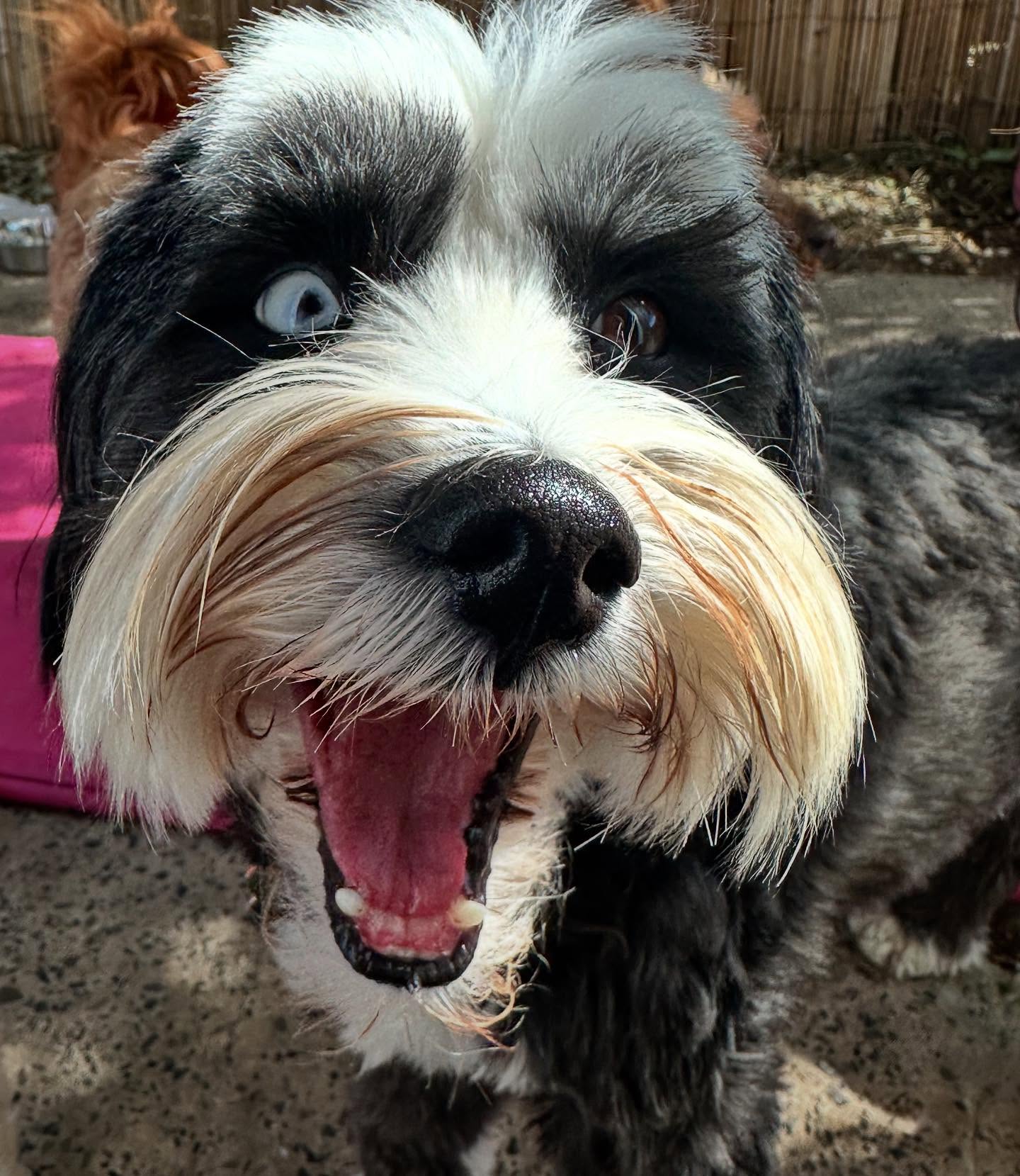 How Mabel feels about daycare π @julesdoh9 #doggydaycare #doggydaycareuk #stocktonheath