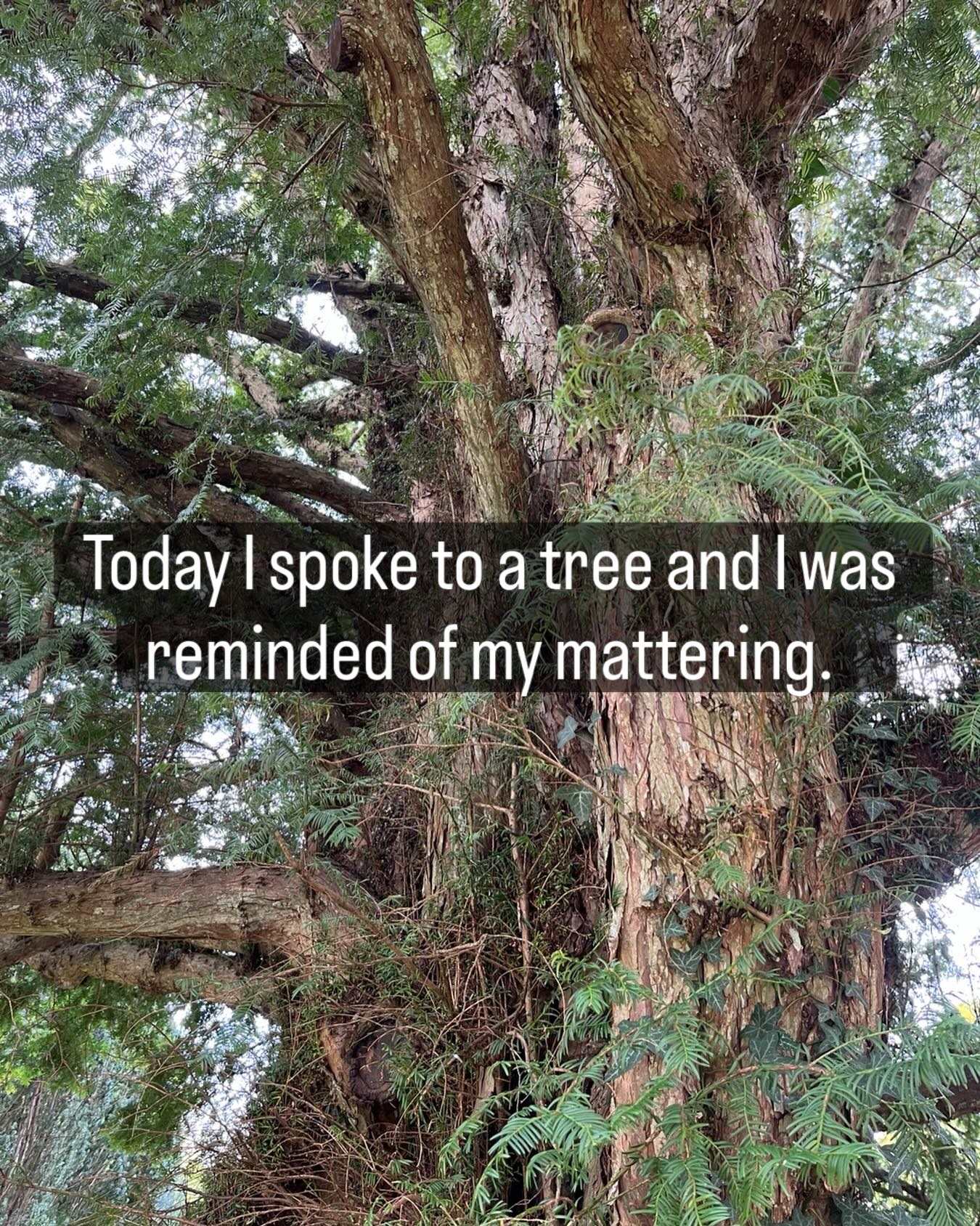 If you feel called to listen to a tree, remember, you may have to learn to listen differently as trees don’t speak in words... Notice what you sense, feel, what images, and words arise in your awareness.
We are more than words and trees are beautiful teachers of that and many things…