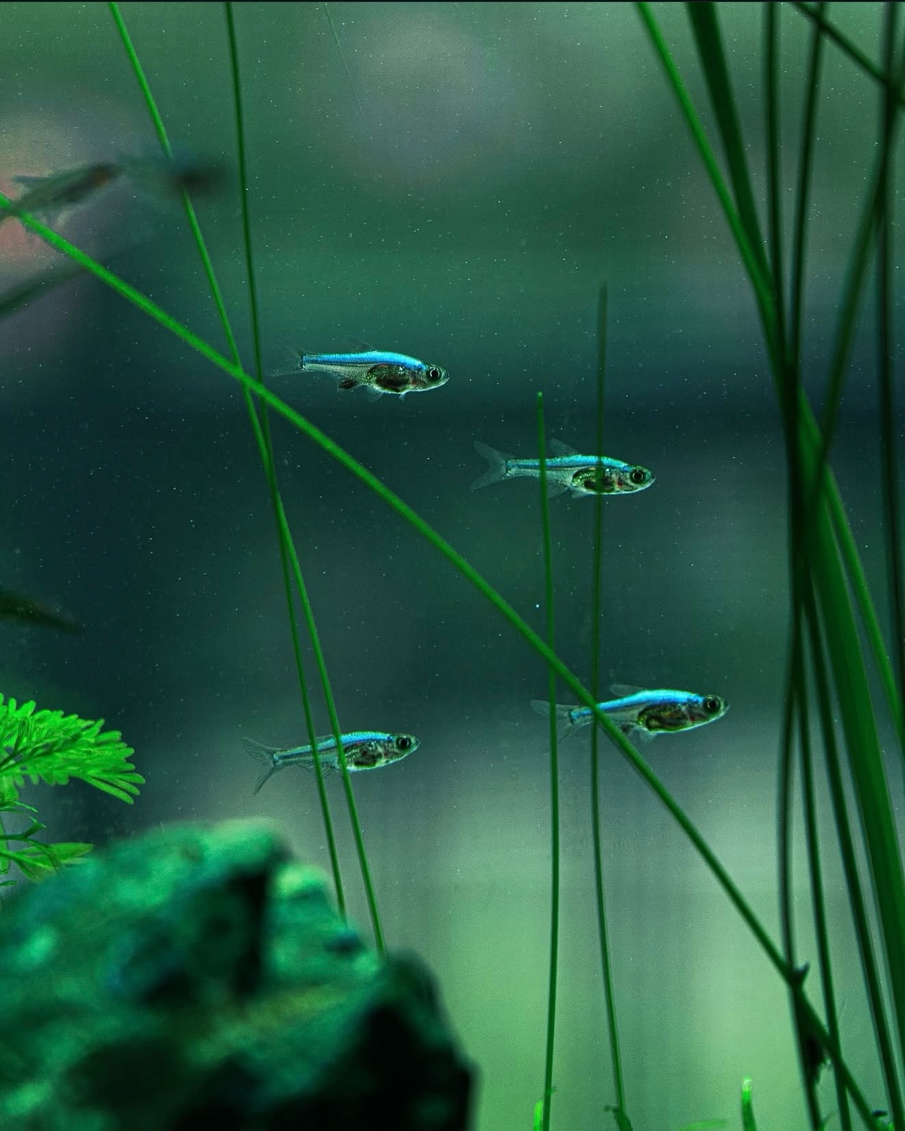 Some archival shots from Titan Valley. It was my largest set up to date, had so much fun studying and exploring new species. It truly was a community tank from pea puffers to loaches. The variety provided so many great scenes to shoot.
#aquascape #freshwater #nanofish #photography #nature