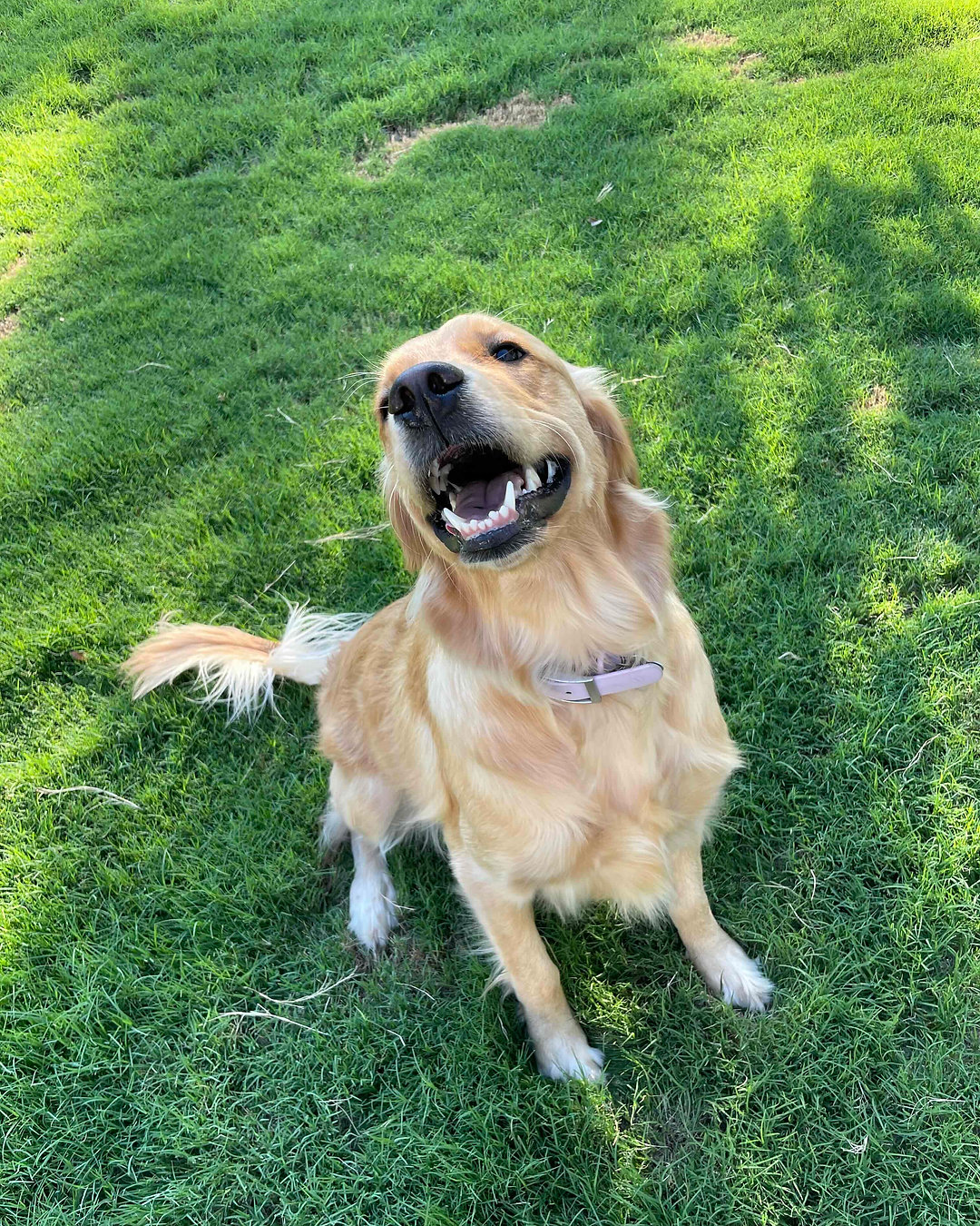 Walks = so much more than potty time. 🐶✨ Learn why your dog lights up for the leash and how walks support their mental and physical health. Link in Bio.
#DogWalking #DogHealth #TheMindfulPet #CedarPark #AustinDogs #LeanderDogs #PetCare