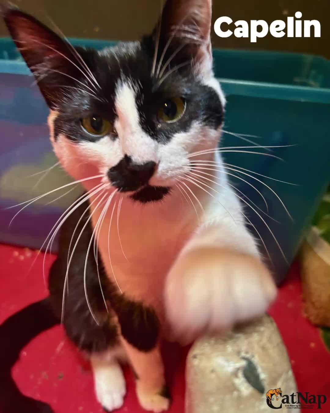 Capelin has been #ADOPTED from Bosley's University Village, Nanaimo