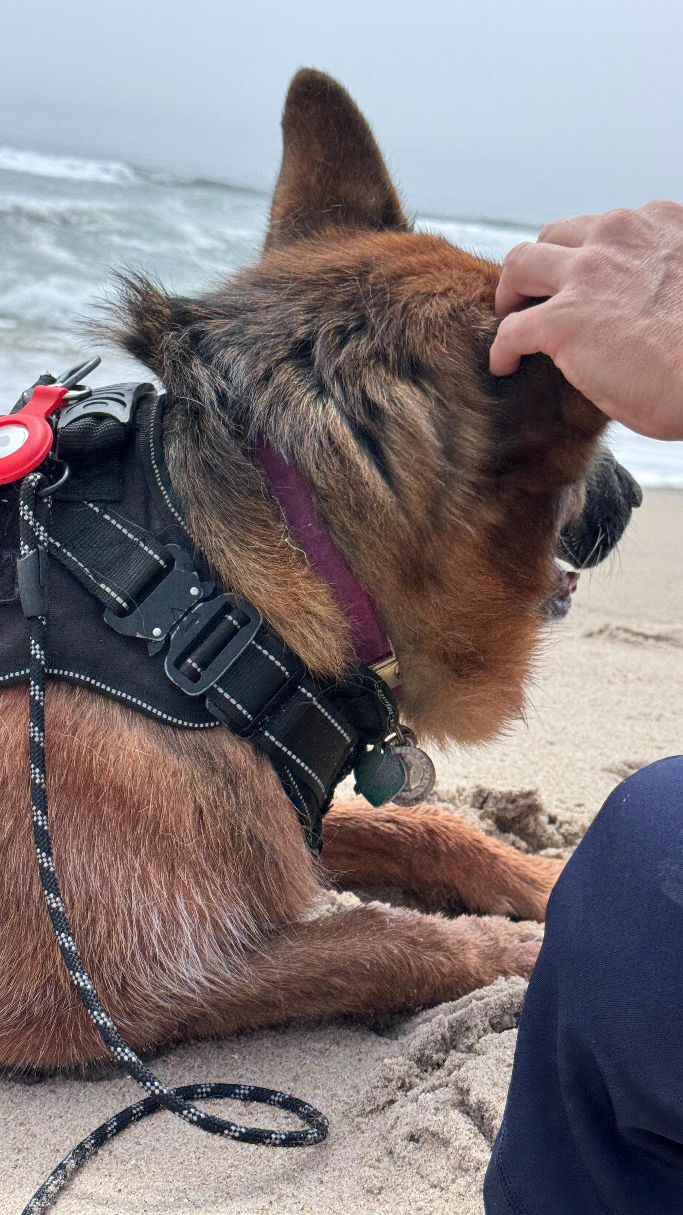 Ada’s favorite kind of therapy:
• ocean breeze
• ear scratches
• listening to the waves
• staying close to her humans
I think she’d stay here forever if she could. 🥹🏖️
#GermanShepherd #BeachDog #DogsofInstagram #ShepherdLove #OceanTherapy