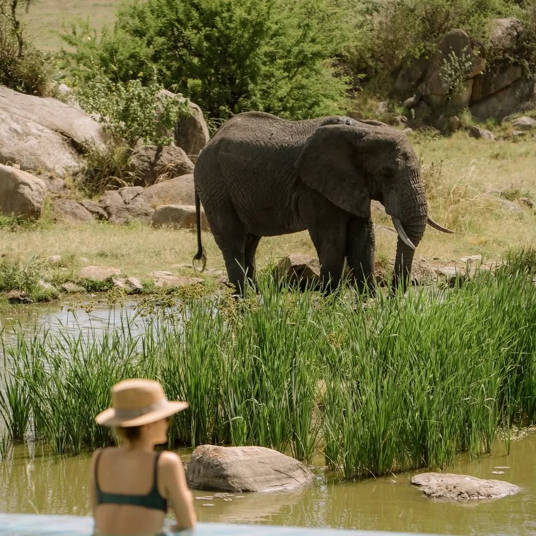 The Serengeti never disappoints.
Wild beauty, breathtaking moments, and memories that last forever.
Your adventure is waiting, travel with us and experience this lifetime majic.
WhatsApp : 0769 992 291
Email : info@wenzitravel.com
Website: wenzitravel.com.