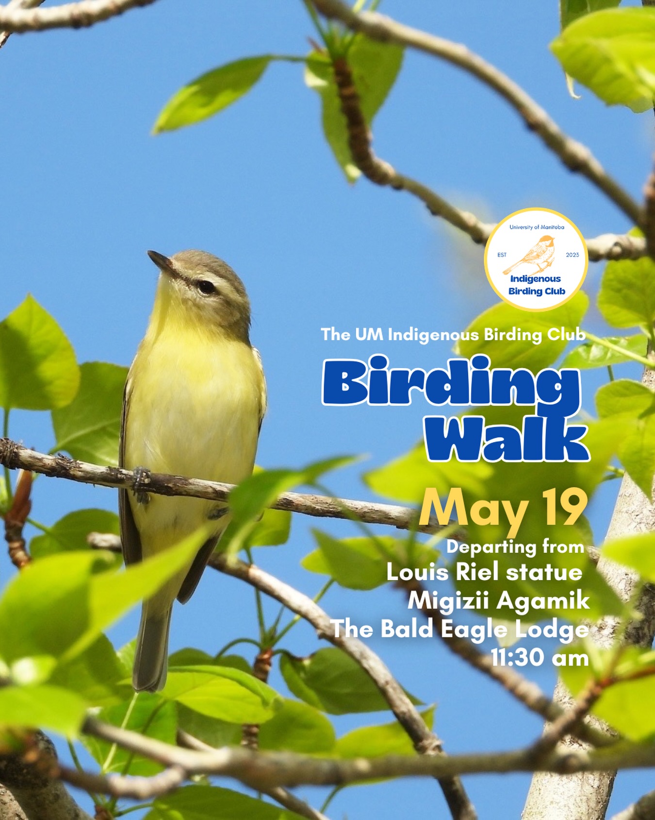 Join us for a relaxed, 1.5-hour birding walk that begins at Migizii Agamik – Bald Eagle Lodge. We will gather at 11:20 a.m. by the Louis Riel statue, with the walk starting promptly at 11:30 a.m. The walk will take us to King’s Park, or another nearby location, at a leisurely pace, allowing us to enjoy our feathered relatives in the green spaces on and near campus.
These walks are open to BIPOC (Black, Indigenous, and People of Colour) folks and allies who share our belief that birding is for everyone, regardless of experience. Whether you’re new to birding or a seasoned enthusiast, we welcome you to join. Just dress for the weather and be sure to bring sunscreen and water. If you don’t have your own binoculars, we have some available to borrow.
Our walks are an opportunity to connect with nature, build community, and learn from one another in a relaxed and supportive environment. Feel free to participate at your own pace, there’s no need to stay with the group the entire time, and you’re welcome to come and go as you please.
Accessibility Information:
The walk covers a variety of paths, including pavement, grass, dirt, and gravel, with mostly flat terrain and a few gentle slopes.
Washrooms are available approximately halfway along the walk.
If you need assistance or have specific accessibility requirements, please let us know in advance so we can do our best to accommodate you.
Parking:
Please note there is NO free parking on campus M-F from 8:30 a.m. to 4:30 p.m. Parking is available in the Parkade and at metered spaces for a fee.
We look forward to seeing you there!
📷: @justinleerasmussen
@umindigenous