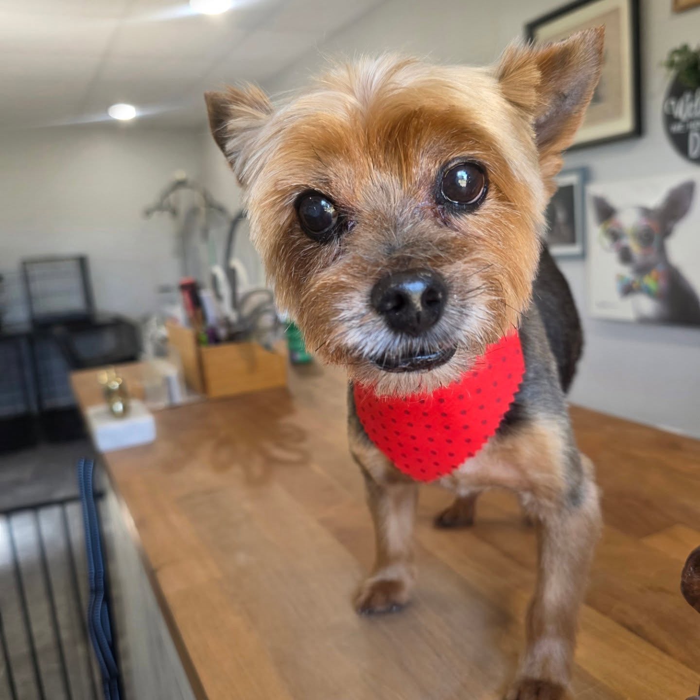 🩵 Sweet old Toby 🩵
#yorkiegram #plantcityfl #tobysgroomingplace