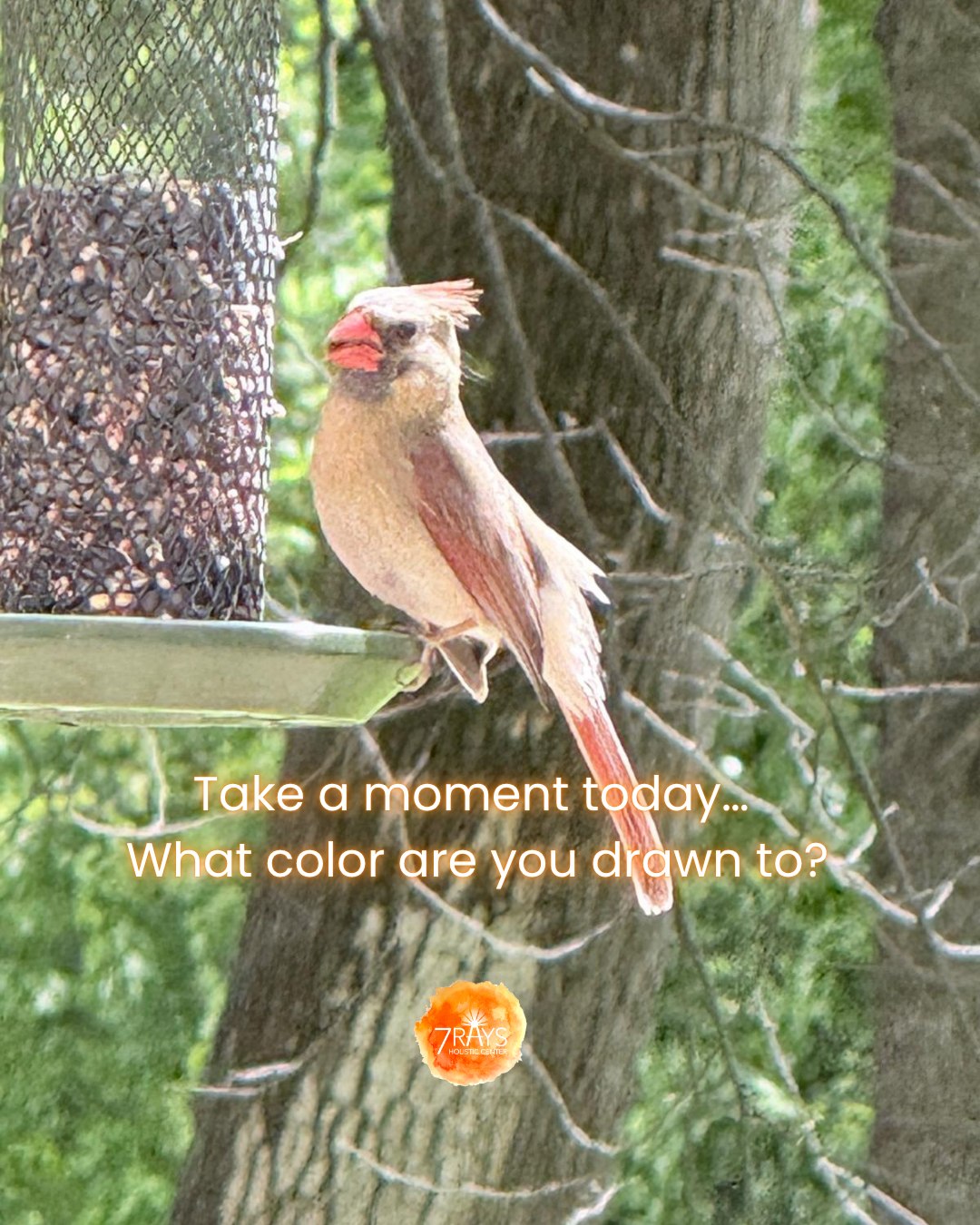 This bird didn’t arrive with the same boldness.
It was softer.
Warmer.
Easy to miss if I wasn’t paying attention.
In Color Therapy, these tones sit closer to orange, the space of emotion, expression, and gentle movement.
Not everything needs to be loud to be real.
Sometimes expression is quiet.
Sometimes feeling moves slowly.
Sometimes presence is soft, and that is enough.
There’s a different kind of strength here.
One that doesn’t push.
One that simply allows.
🧡
Take a moment today…
What color are you drawn to?
📸 Photo by Hemla
#reawakenthepower
👉 Explore where 7 Rays is journeying next
https://www.7raysholisticcenter.com/events and join this amazing adventure.
#colortherapy #familyconstellations #CrystalHealing #EnergyWork #Intuition #Productivity
#ColorTherapy #SelfExpression #ChakraHealing #7rays