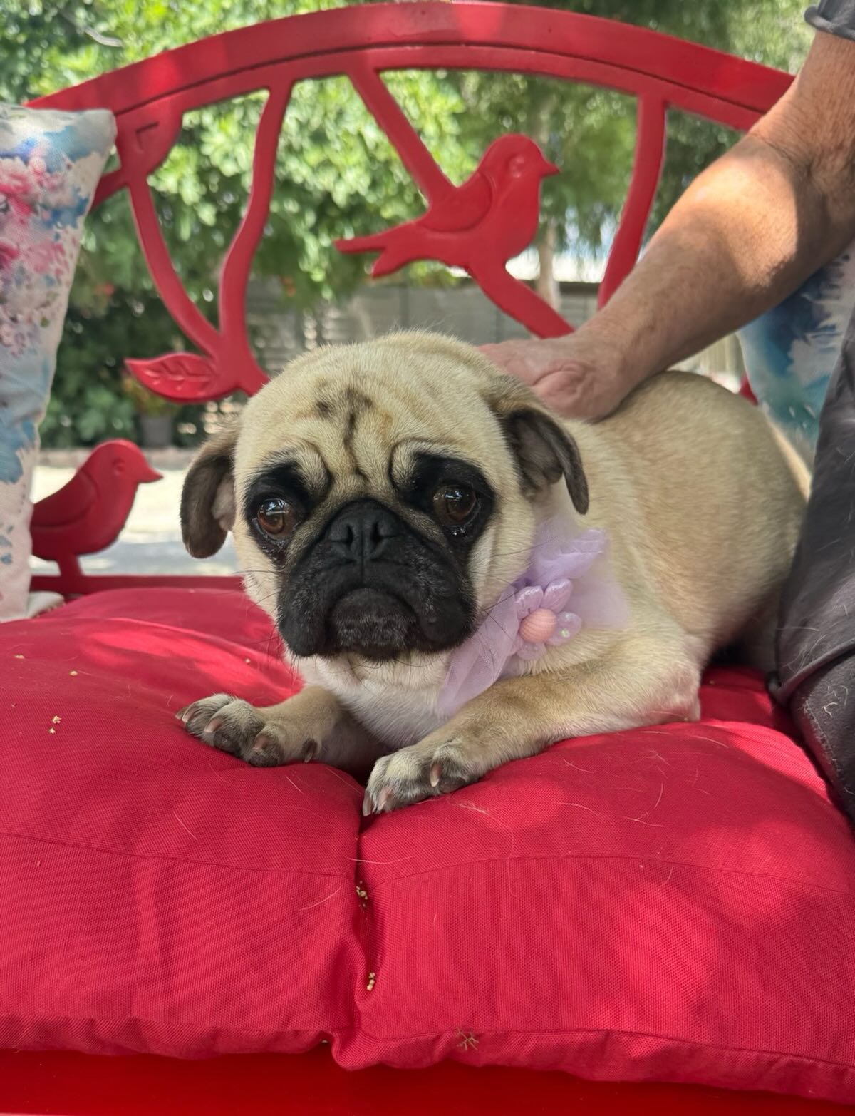 This is Precious. She is a 1 year old little Pug. She is sweet, gentle, and friendly.