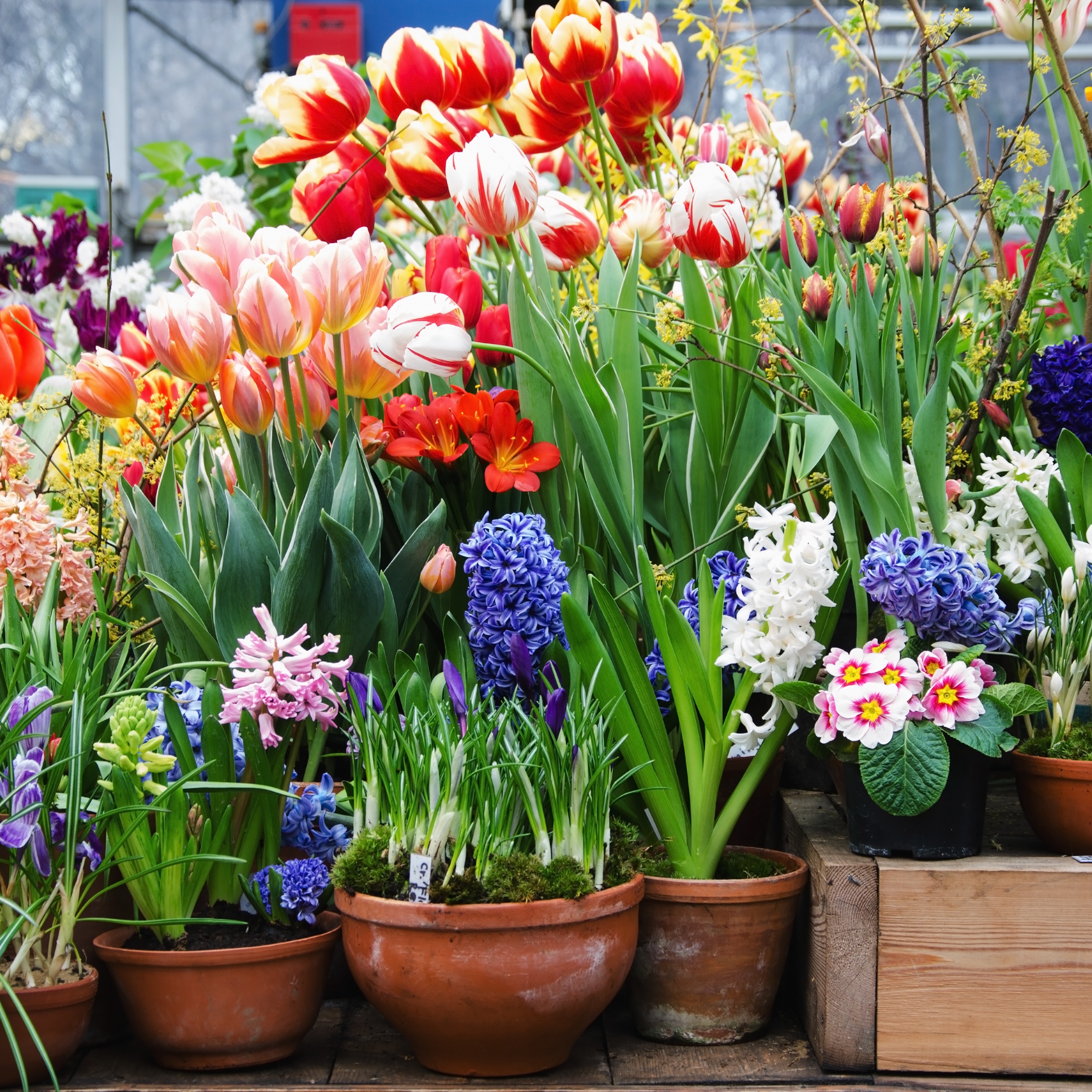 Hello, May Flowers!
Your pots are waking up, blooming bright, and ready to shine. Make sure they have the drainage they need to thrive.
Drain Smart discs keep soil flowing, roots healthy, and containers light — the perfect foundation for all your May blooms.
Shop now on Amazon or Drainsmartusa.com
Plant smarter and enjoy a season full of flowers with Drain Smart. 💚
#plantsmakepeoplehappy #plantparty #plantlover See less