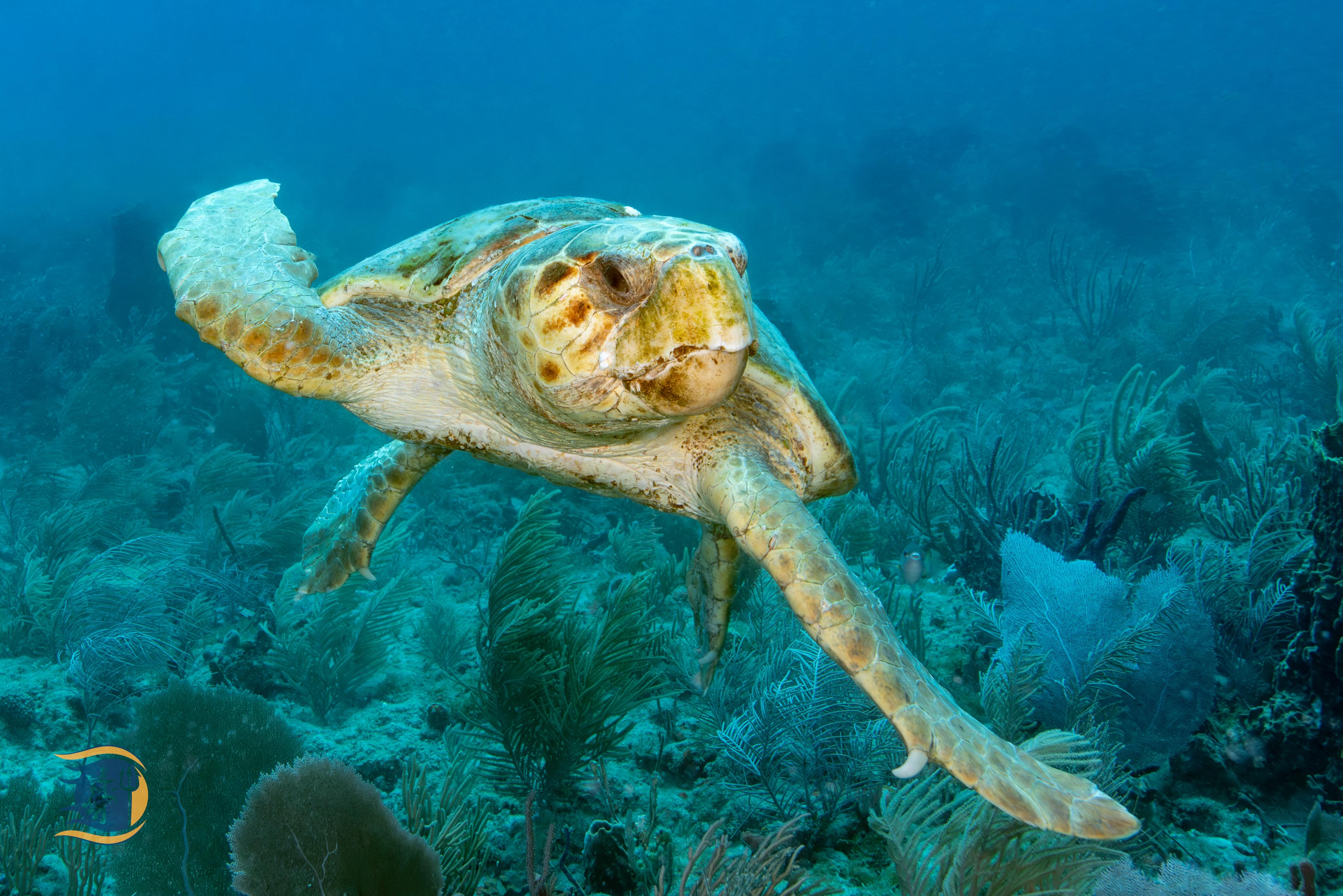 Loggerhead Turtle nesting season is upon us. Keep an eye out and do what you can to protect them. Pic taken during a Pura Vida shallow reef dive. @jsamuel215 @pura_vida_divers @sfupsclub #veteran #scuba #therapy #turtle #palmbeach