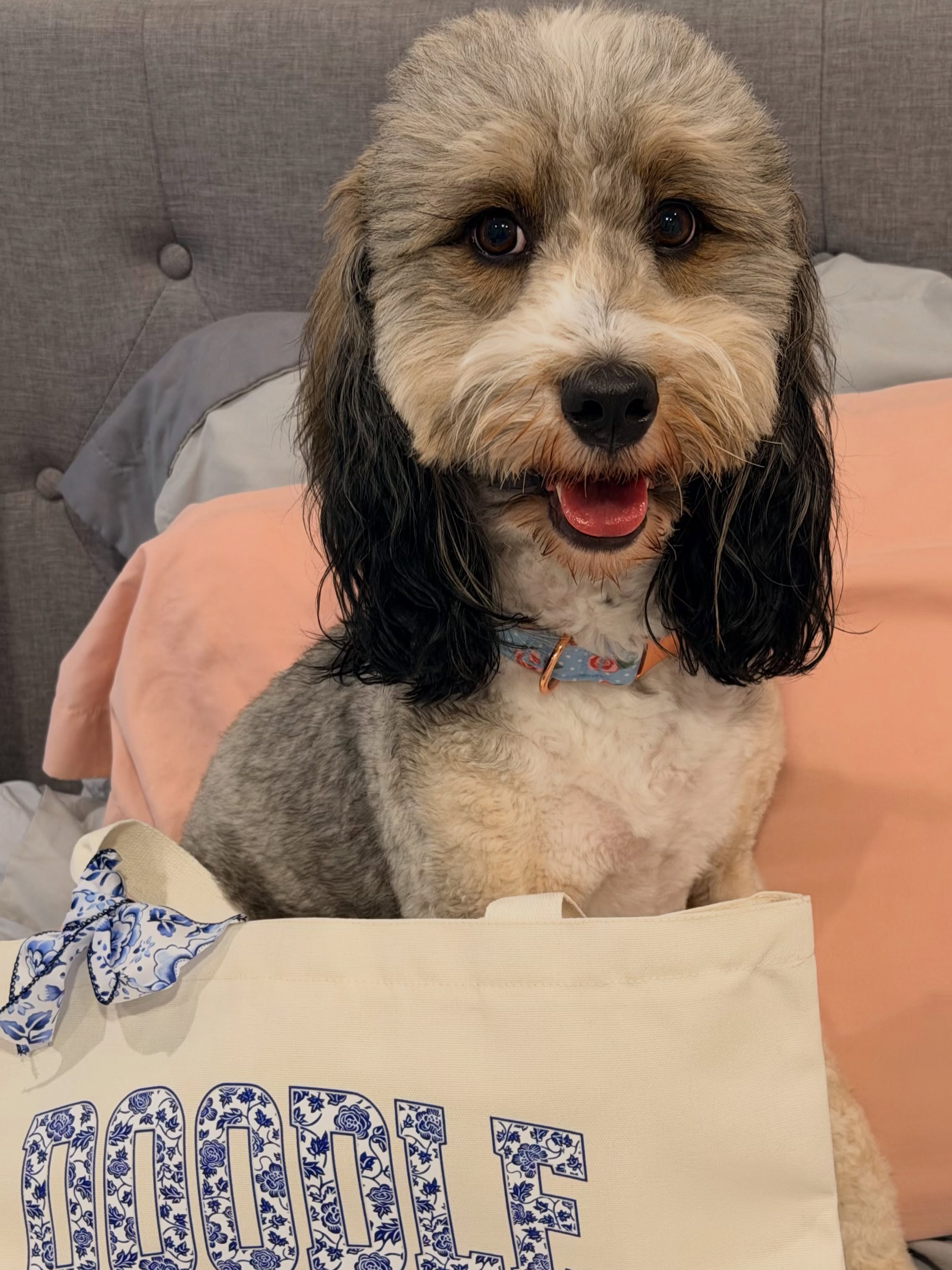 in honor of mother’s day, meet miss birdie! she’s our f1b mini bernedoodle who’s expecting her first litter of mini bernedoodles june 1 💕 she is our only female in a guardian home (so far 😉…we’re actively looking for another guardian home for a female!)
we’re super excited to meet her and maverick’s puppies in just a few weeks! we already have 3 spots reserved on the wait list. take home will be august 1 💕💙💕💙
#bernedoodlepuppy #minibernedoodle #mothersday