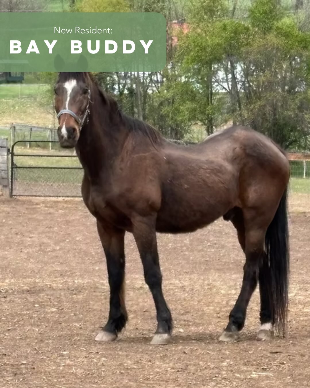 We’re so excited to welcome eight new horses to the Ryerss family! 🐴💚 Meet Bay Buddy, Blue, Brooke, Galahad, Henri, Ollie, Sammy, and Tommy. Come spend time with them at no cost. We’re open daily from 10 AM to 4 PM!