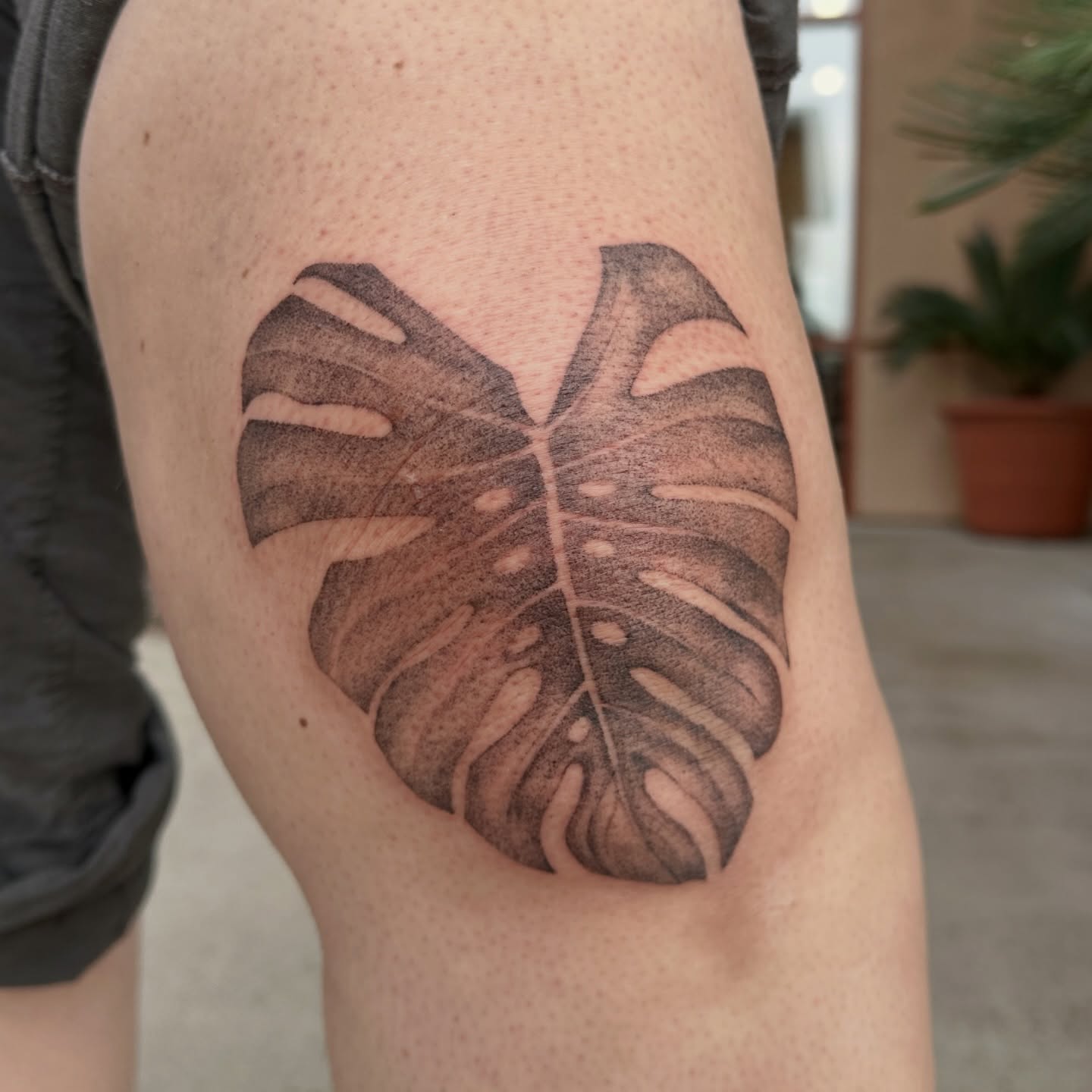 Botanicals 🪷🌷🌱 some old some new ✨
1: monstera leaf
2: healed rosemary sprig
3: lotus
4: eucalyptus
5: sage branch
6: magnolia
7: lily bouquet