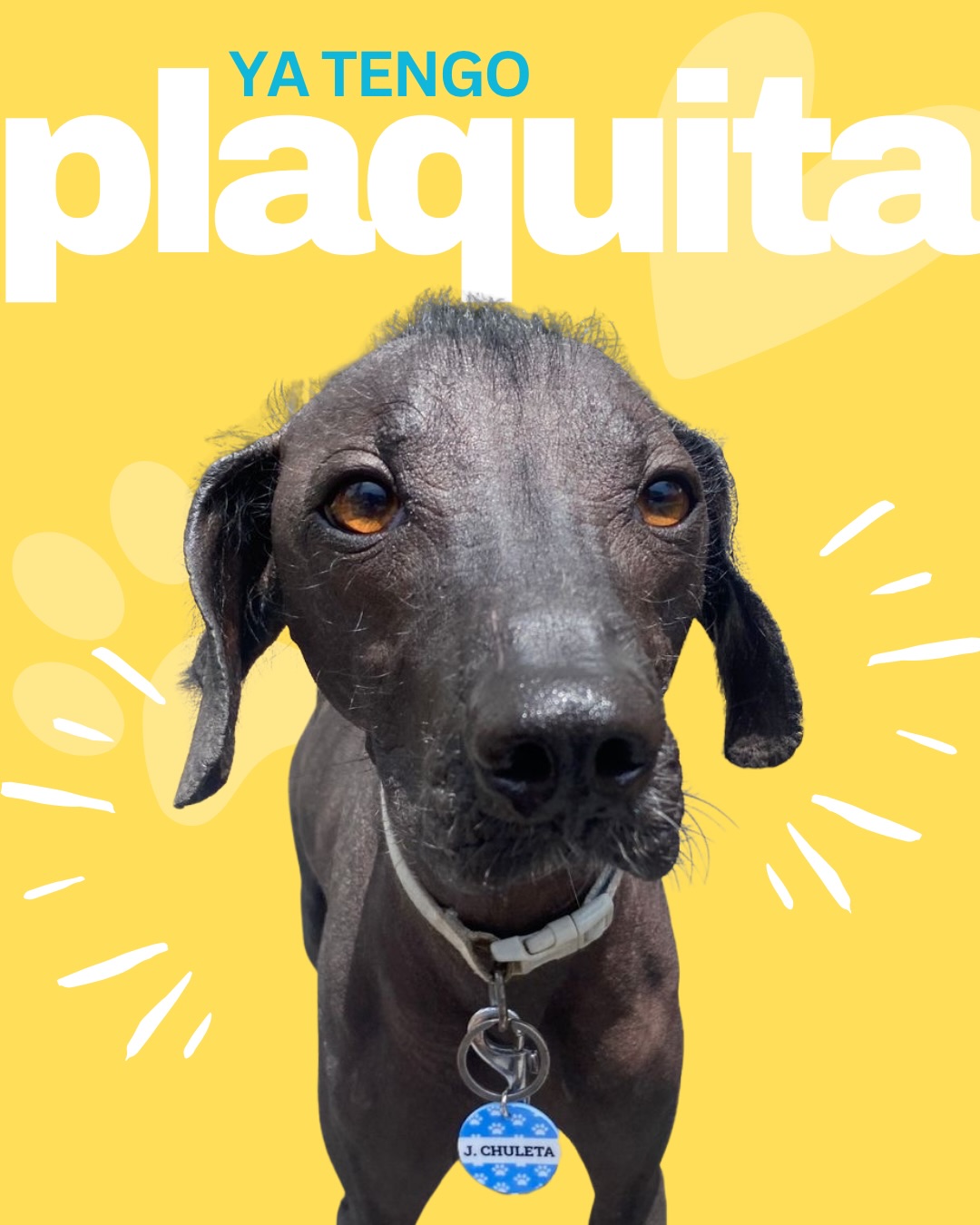Cada perro es único 🐶 Su plaquita también debería serlo 🧡
Elige tamaño, diseño, color y tipografía ✨
Diseñada por ti, hecha por nosotros 🐾