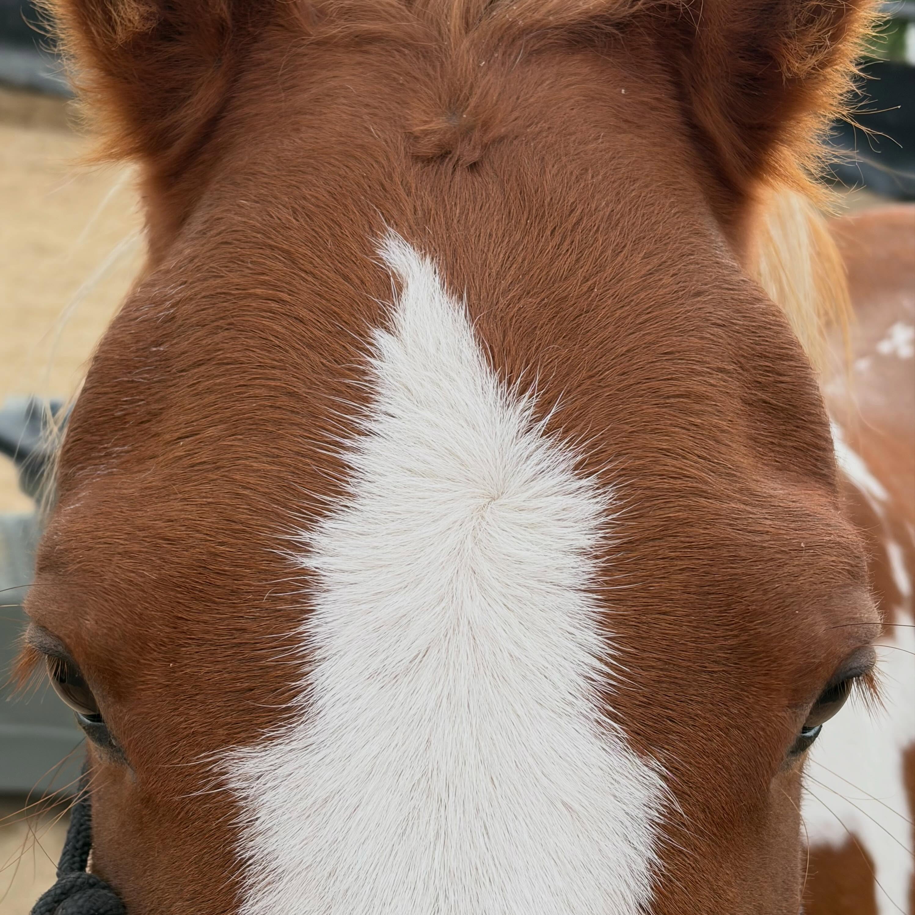 A special little forehead Friday. Ted is a young horse holding tension post starting under saddle. Let me know what you can see.
#forehead #foreheadfriday #equinemassage #cranialsacraltherapy #woofandhoofwellness