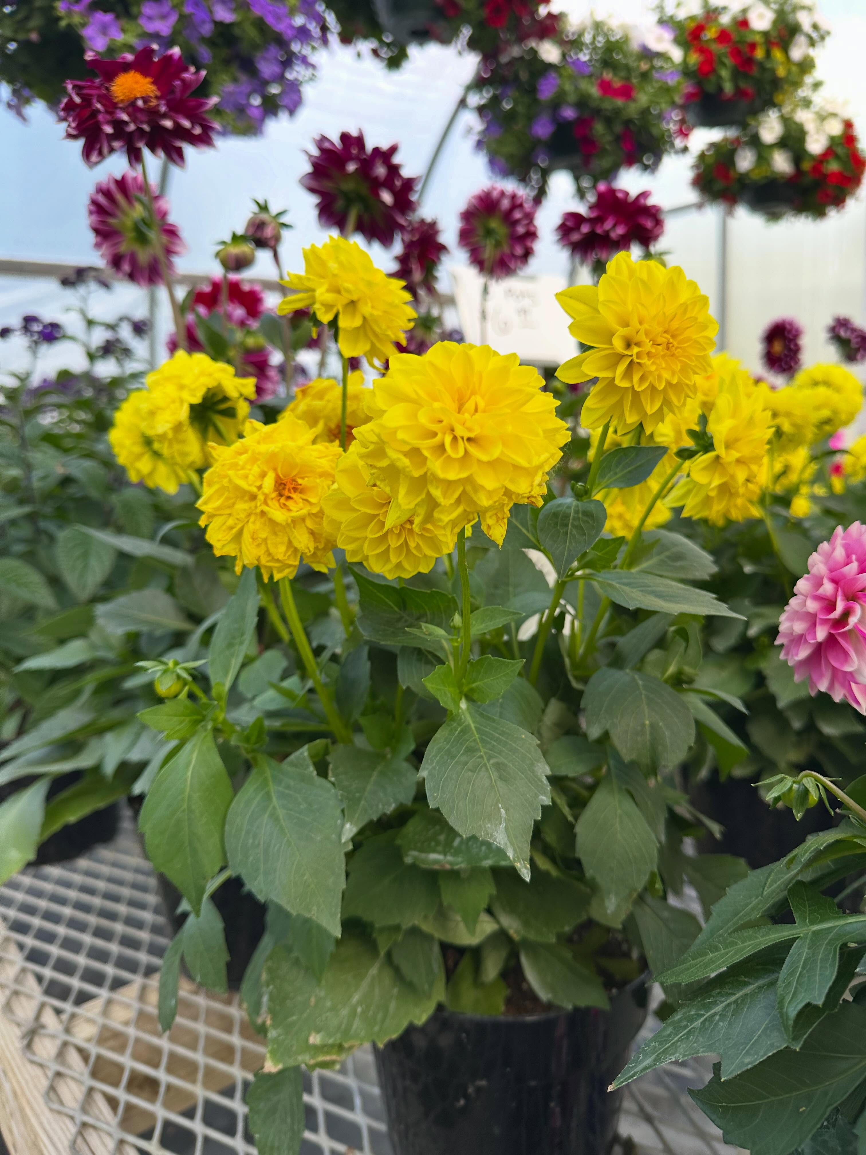 🌼🍋🍯🌕🔆🏵️🌟💛🌻☀️
Bringing our own sunshine to this rainy day!
We’re open until 5 p.m. today, stop by to brighten your day!