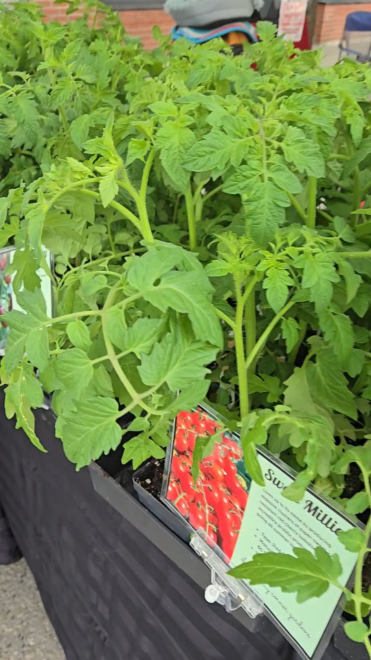 Catch us at the Mother's Day Garden Start @nelson.farmers.market on Baker! 10am - 3pm today!! 🌱✌️
#kootenaycornergardens #timetoplantyourgarden