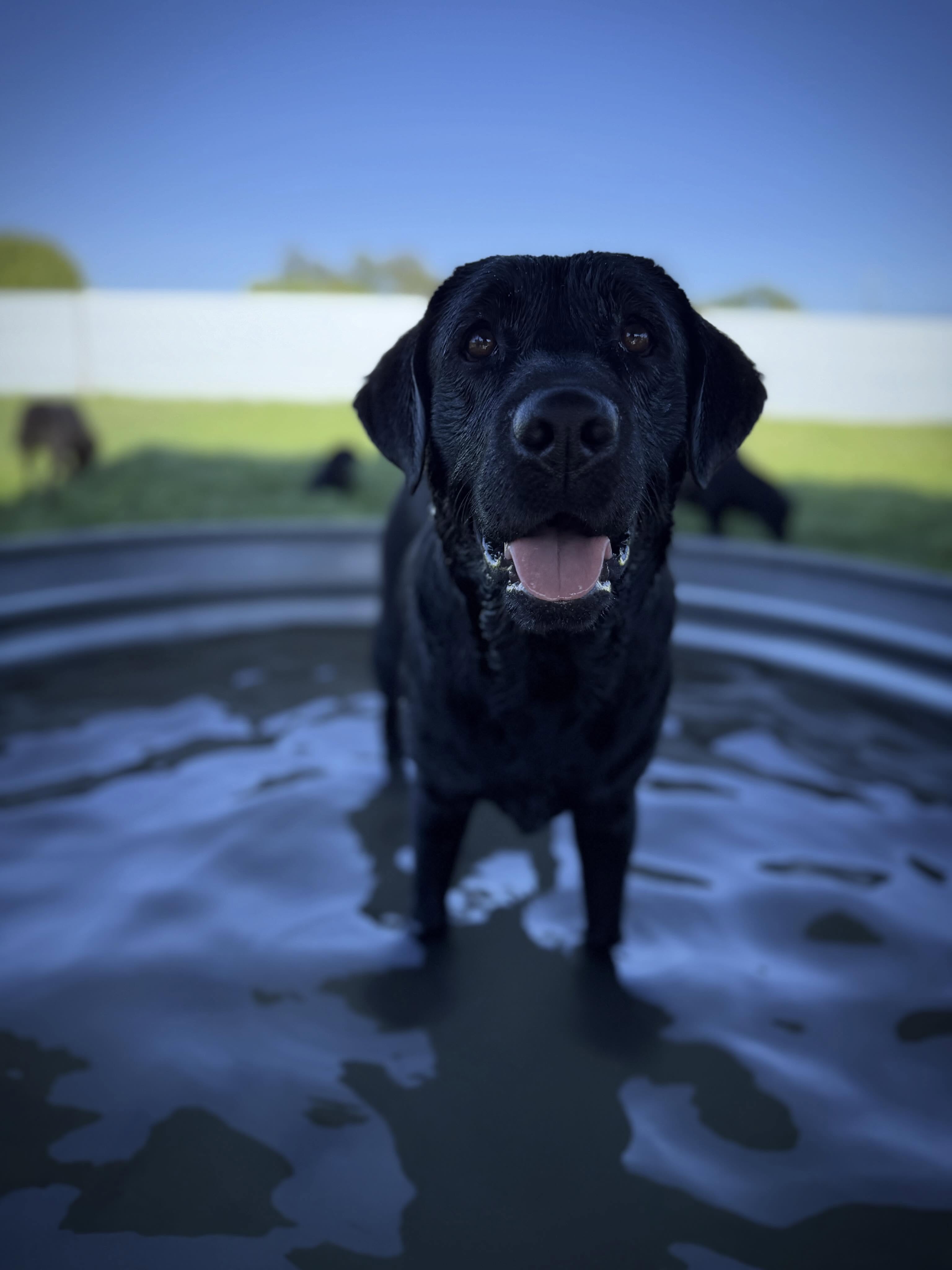 Tesla 🖤
.
.
.
.
.
.
#blacklab #englishlabrador