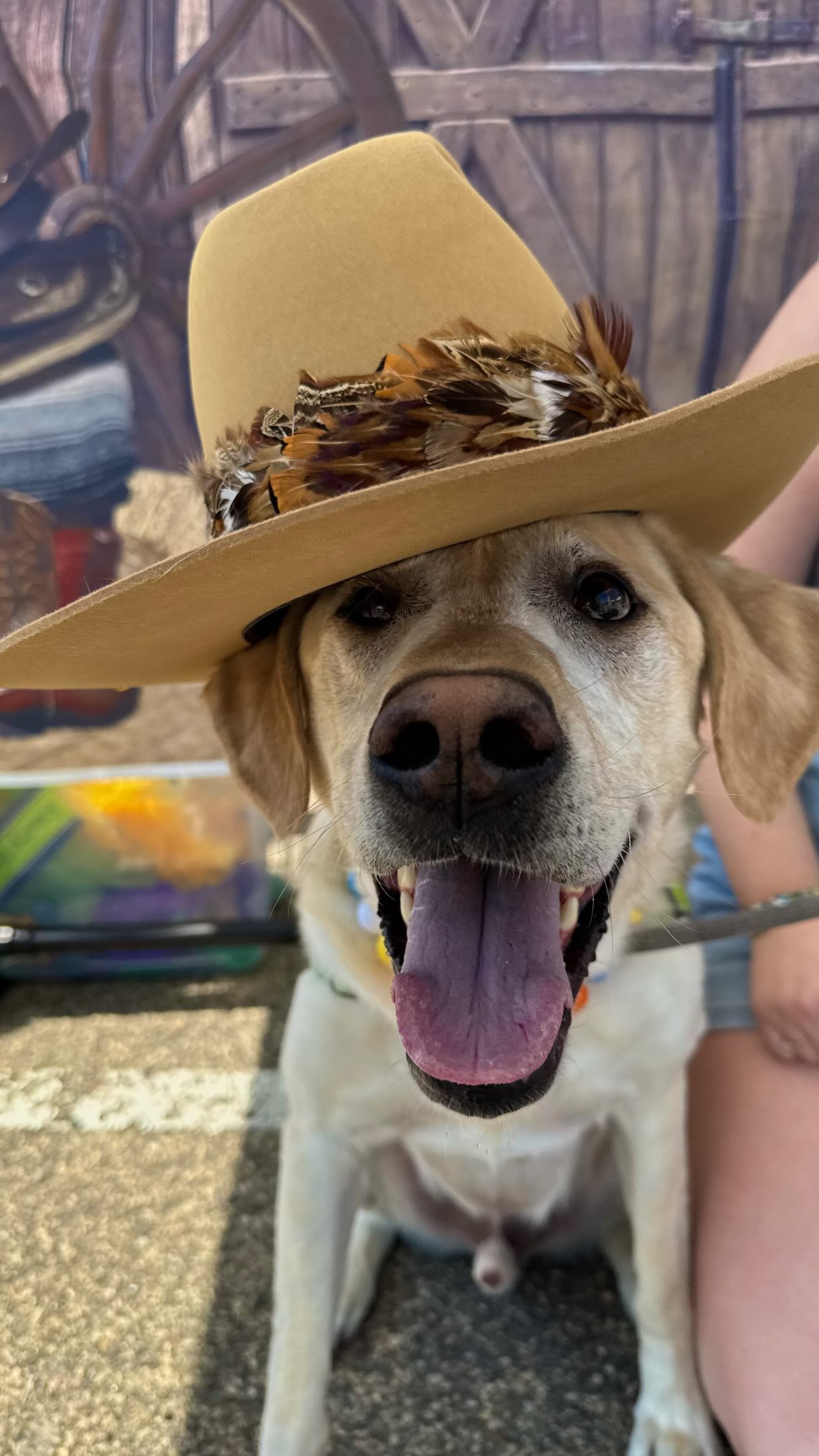 On the way to Mission Pawlooza - see you there? ☀️
—
TOMORROW: May 16th, 10a-2p
• Barking Lot Carnival
• Pet Talent Show
• Beer Garden
• Over 20+ vendors
• & SO much more❕❕❕