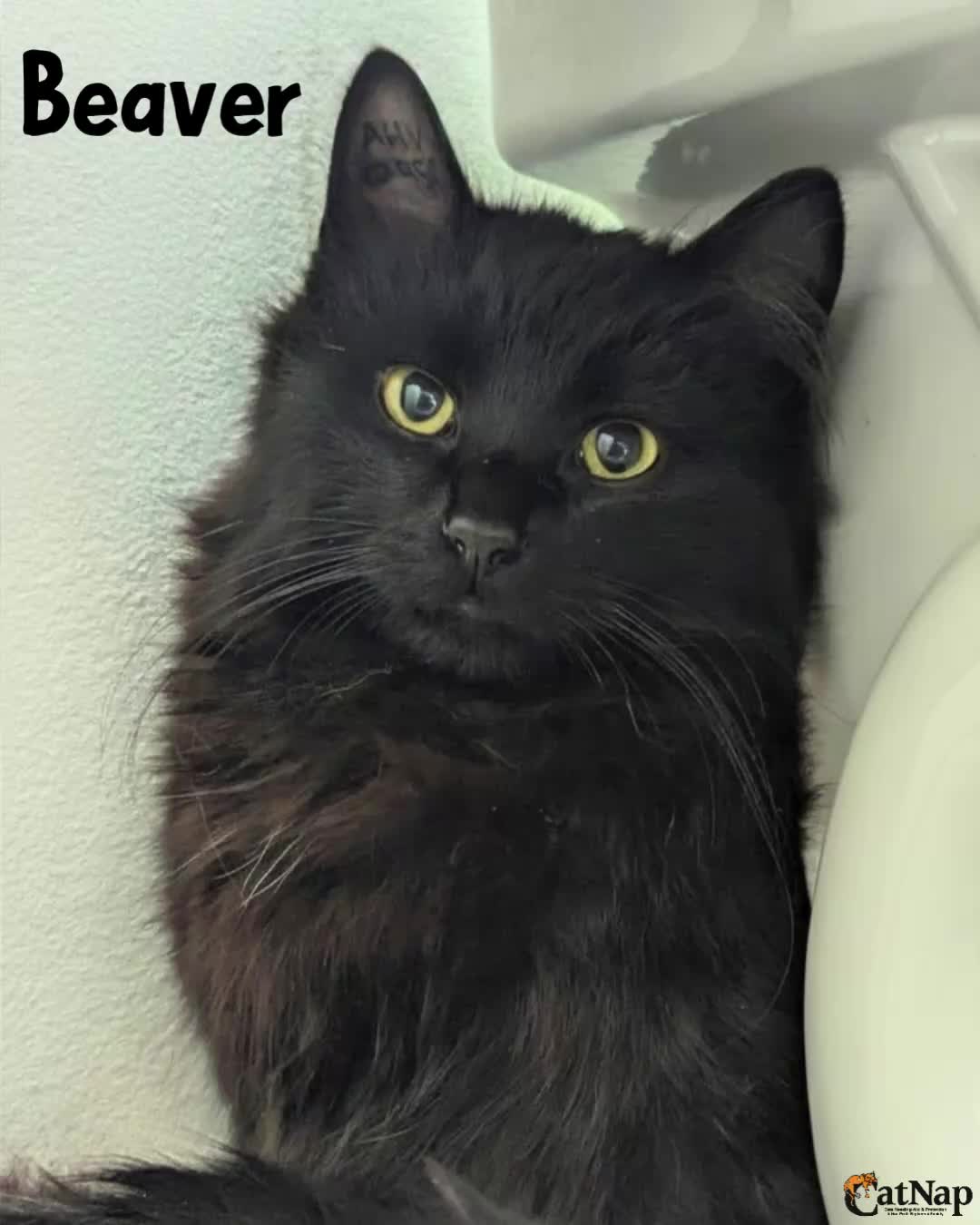 Beaver is #ADOPTABLE from PetSmart, Nanaimo
Male, domestic medium hair, black
Meet Beaver, aka Mr. Beaver — a distinguished long-haired house panther with the softest fur and the sweetest little meow. This handsome boy is a sensitive soul who truly blossoms once he feels safe and comfortable in his surroundings.
While loud noises and sudden movement can make him a bit nervous at first, underneath it all is an incredibly affectionate cat who loves being close to his people. He may not be a lap cat just yet, but he’ll happily curl up beside you on the couch and keep you company for a quiet evening in.
Mr. Beaver absolutely adores other cats and would thrive in a home with a feline friend to help him feel confident and secure. He’s also curious about dogs and has done well around respectful, cat-savvy children who understand his need for a calm environment.
This smart boy already knows exactly what the shake of a treat bag means and will appear at your feet in record time. One of his charming little quirks is giving gentle “love bites” when he gets especially happy and excited.
It’s never aggressive — just his unique way of showing affection — and he responds very well to a gentle reminder. As he’s settled into foster care and grown more confident, this habit has already started to fade.
Mr. Beaver is looking for a patient, loving home where he can continue building confidence and letting his affectionate personality shine. If you’re searching for a loyal companion to sit beside you while you read, watch TV, or simply relax at home, Mr. Beaver may be the perfect match for you.
To help Beaver settle into a new space, we recommend starting her off in a smaller safe room so she can adjust gradually and feel safe. Reading the “Rule of Three” document included with the adoption resources will help you help Beaver settle in.
#Compatibility
Cats: Beaver would LOVE the company of another confident friendly feline
Dogs: Unknown, but may be ok with a cat friendly dog
Kids: No, young kids will overwhelm Beaver and also he has a tendency to give little love nips when over stimulated
#Age
Estimated age: 8 months
continued in comments...pls read!