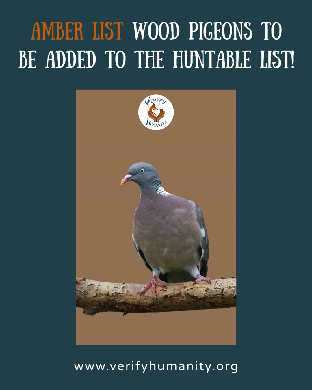 AMBER LIST WOOD PIGEONS TO BE ADDED TO THE HUNTABLE LIST! 👎
The UK government is consulting on changes to bird shooting laws under Schedule 2.1 of the Wildlife & Countryside Act 1981. They want to add wood pigeons to Schedule 2.1, creating an official open season for shooting them. Other amber and red-listed birds are also on the list and will be affected by any changes. The conservation language being used to justify the expanded shooting of species that should be protected is misleading at best. Wood pigeons are intelligent, social birds loved by millions of people across the UK. They deserve better than to become normalised targets.
We've created a simple guide to help people respond to the consultation before it closes.
www.verifyhumanity.org/government-consultations-wildlife
#WoodPigeon #Pigeon #Wildlife #Conservation #BirdsOfBritain #ProtectWildlife #BTO #WildBirds