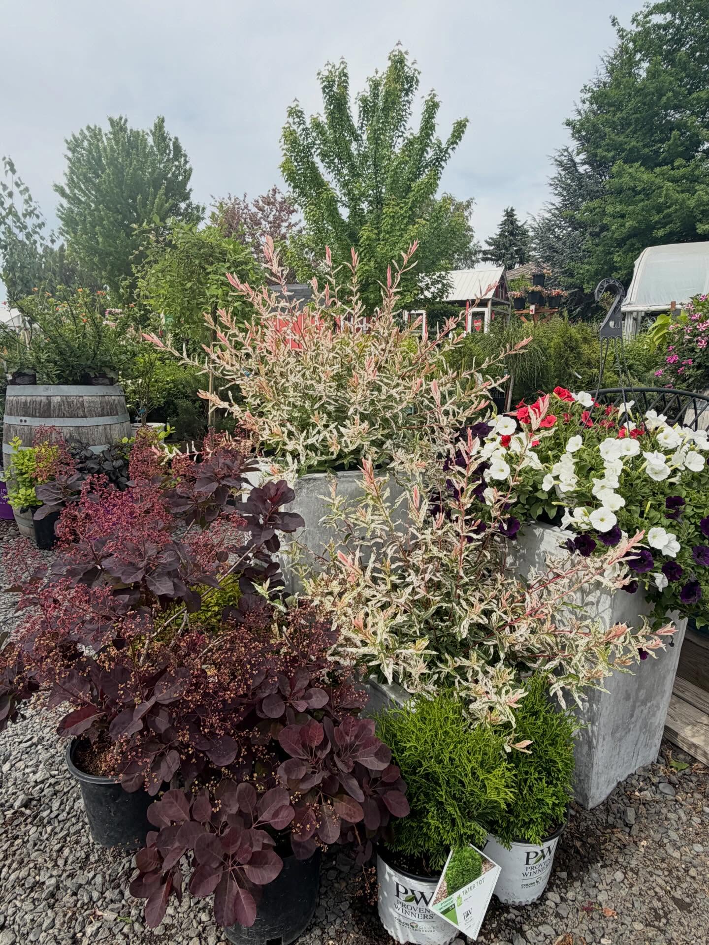 The colors are doing all the talking 🌸🌳🌼