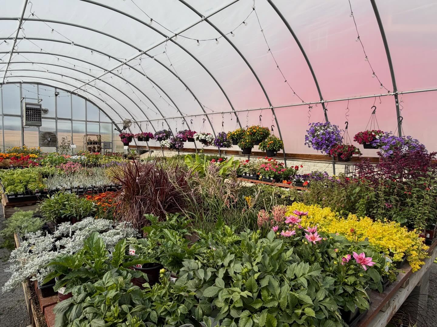 That Columbia Basin wind can’t touch this greenhouse glow! 🌼🌸 Step inside and peep the color!