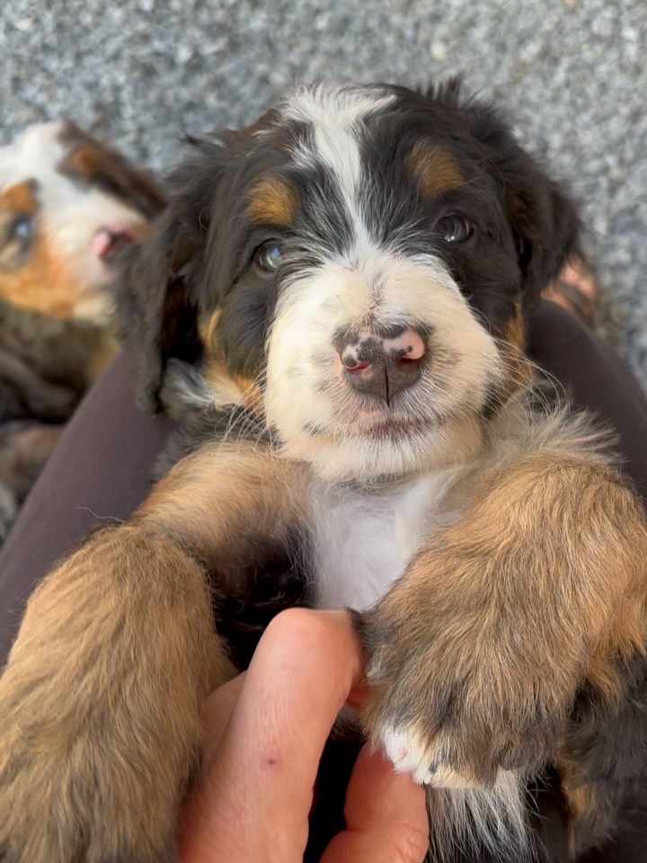 *update* both babes have found their perfect matches!
Two guardian pups from Lavender and Roosters coffee crew, that’s how much we love these babes. We’re working through the guardian list but we may have one available! Must live within an hour or so from Deroche BC (we’ll consider a smidge farther). Dm for details!
#ultrabernedoodle, #bernedoodle