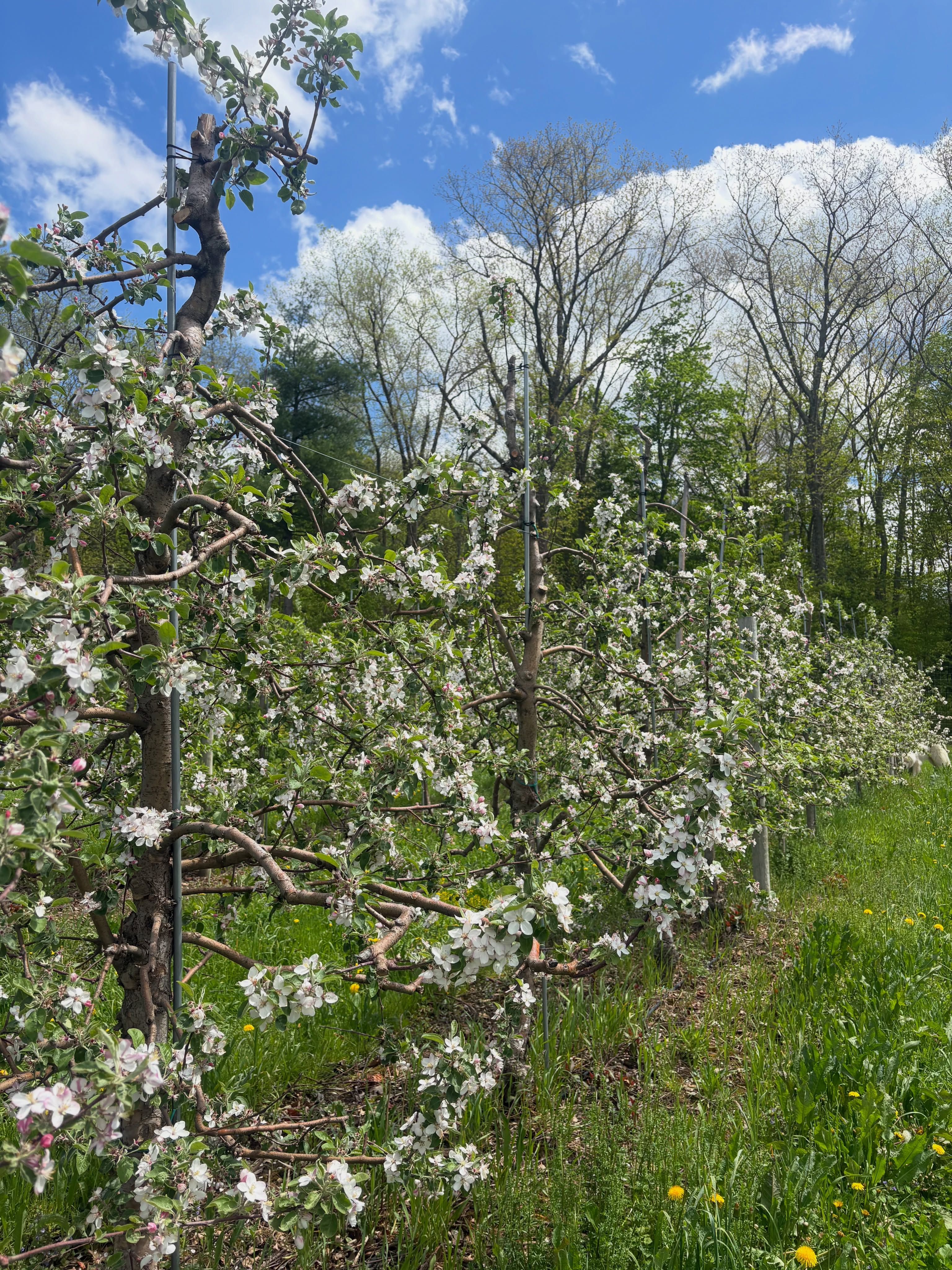 Our apple orchard in blossom is one of the prettiest sights on the farm throughout the season 🌸🍎 Praying Mother Nature gives us warm temperatures for the rest of May!🙏
#apples #orchard #blossoming #upstateny #familyfarm