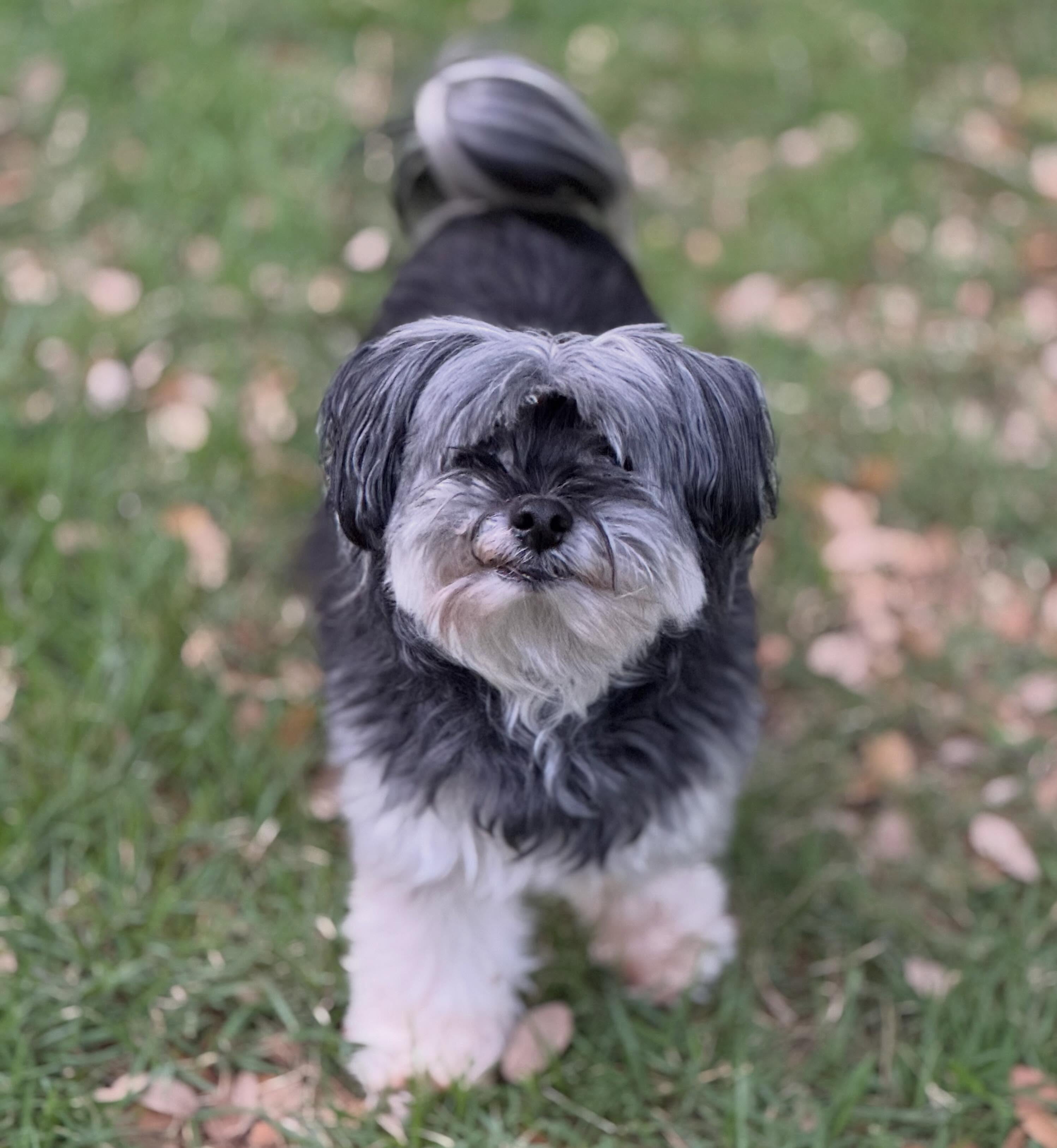 This week Finnegan is asking, do you have a case of the Mondays, or are you bright-eyed and bushy-tailed too?
www.themindful.pet
#atx #petsitter #dogs #leander #cedarpark