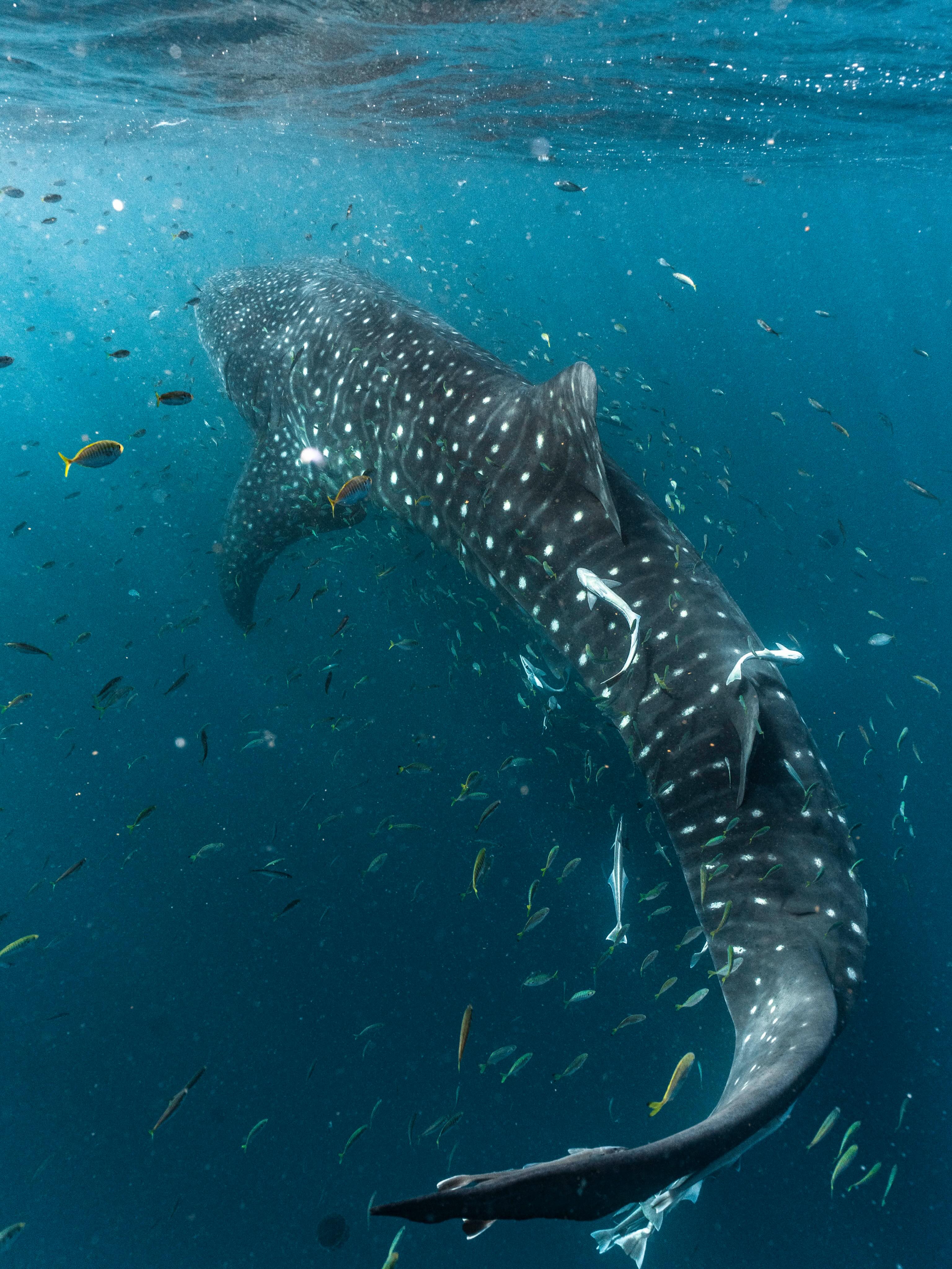 Just a whale shark casually towing around its own little galaxy of fish ✨🐟
Every swim is incredible, but moments like this feel completely unreal. Thousands of tiny fish moving as one around the ocean’s biggest gentle giant 💙
Amazing moment captured by @lauratierney
#WhaleShark #NingalooReef #Exmouth #WhaleSharkSwim #MarineLife