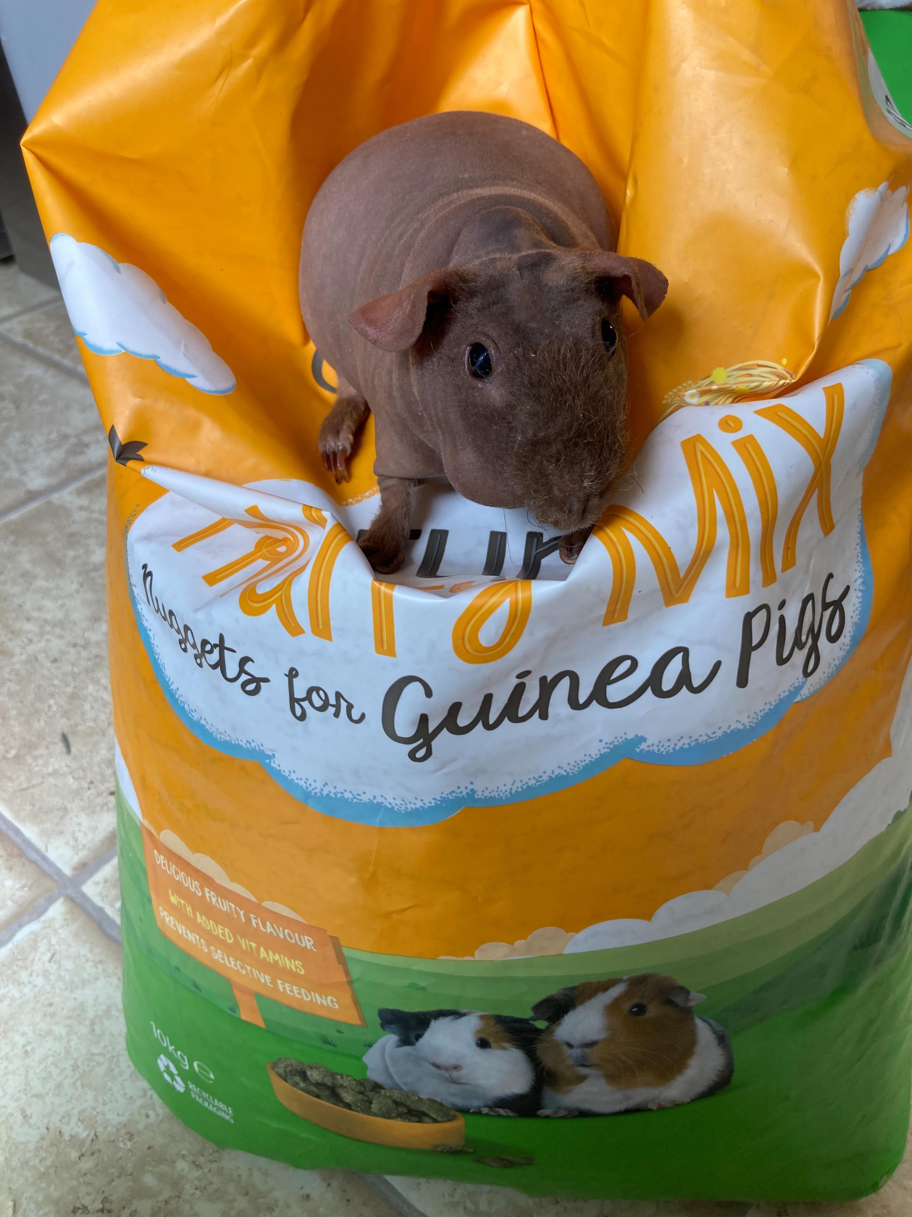 Thank you to whoever sent us this sack of piggy food from our Amazon wish list 🙏🏻❤️.
Banjo and all of us are very grateful for your kindness.
https://www.amazon.co.uk/hz/wishlist/ls/3KQZCNB0BEX2C?ref_=wl_share