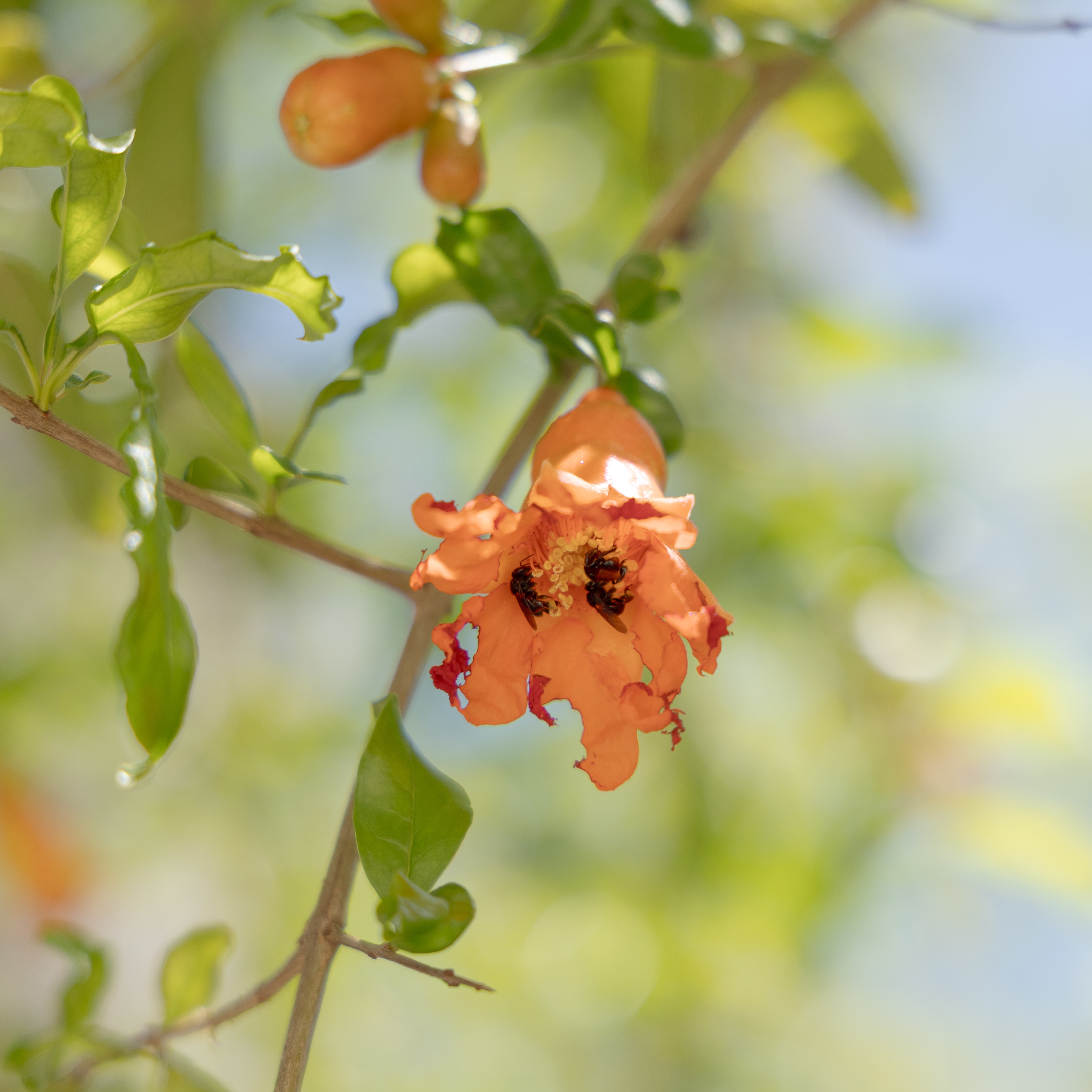 Fijarse en los detalles nos ayuda a entender el por qué la “inmediatez” no sucede en la naturaleza.
Lo bueno, toma tiempo… pero vale cada segundo trabajado/invertido.
Sólo para a mirar.
#sinabejasnohayvida #queenbeehoney
📸 @soliamoserextranos