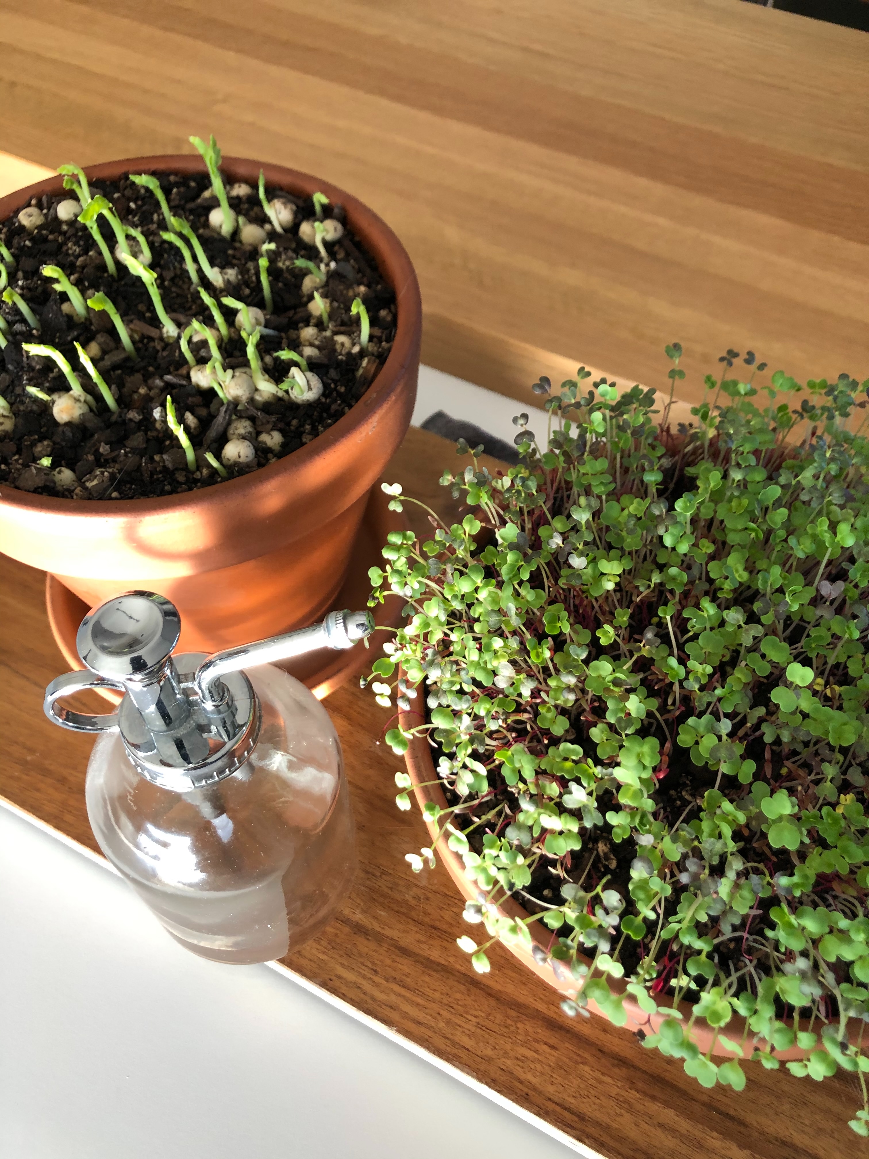 Microgreens are a winter garden essential!
It’s getting cold, and once the temps drop, outdoor growth can really slow down… but microgreens don’t care about the outside as they love growing inside
If you’ve got a sunny kitchen bench you’re onto a bloody good start.
They’re fast, easy, and honestly one of the quickest ways to keep fresh greens happening through winter.
I’ve got loads of microgreen videos on my page if you want a step-by-step 👌
But this is your little reminder: winter doesn’t mean stopping, it just means growing different