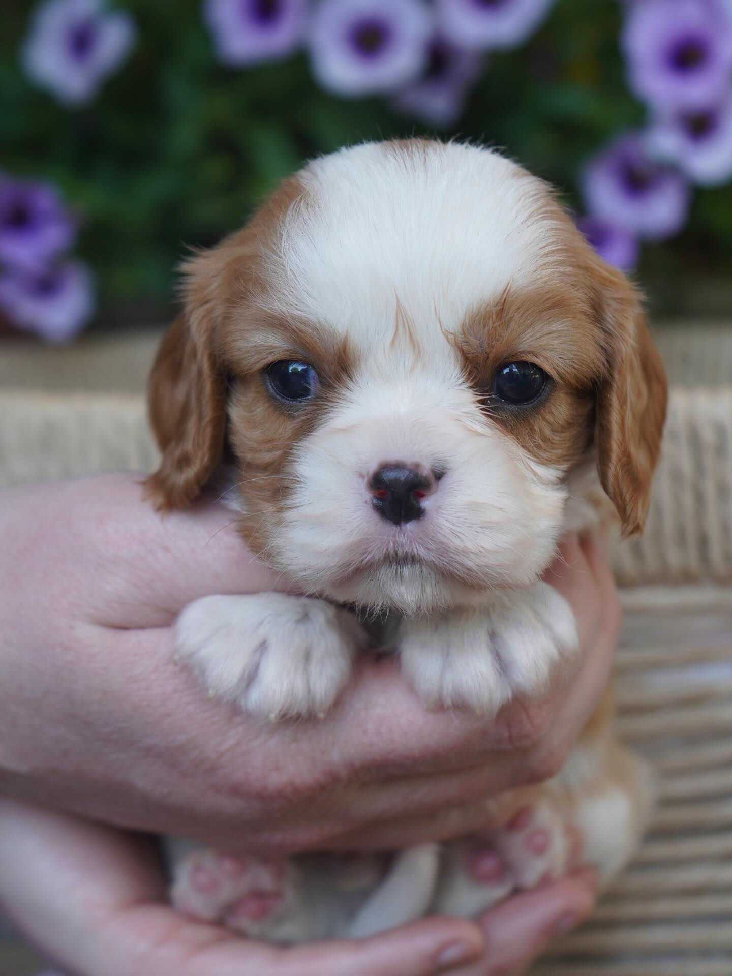 Anyone needing a new baby in June?😍