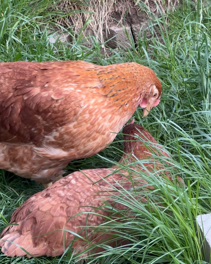 🐓
Heute begrüßen wir „die Giselas“ auf unserem Hof! 🧡
🤗 Herzlich willkommen, ihr hübschen Goldsperber-Damen!
Lebt euch gut ein 🍀🫶
🐓🧡🥰
#hühner #tieremachenglücklich #lamas #alpalas #esel