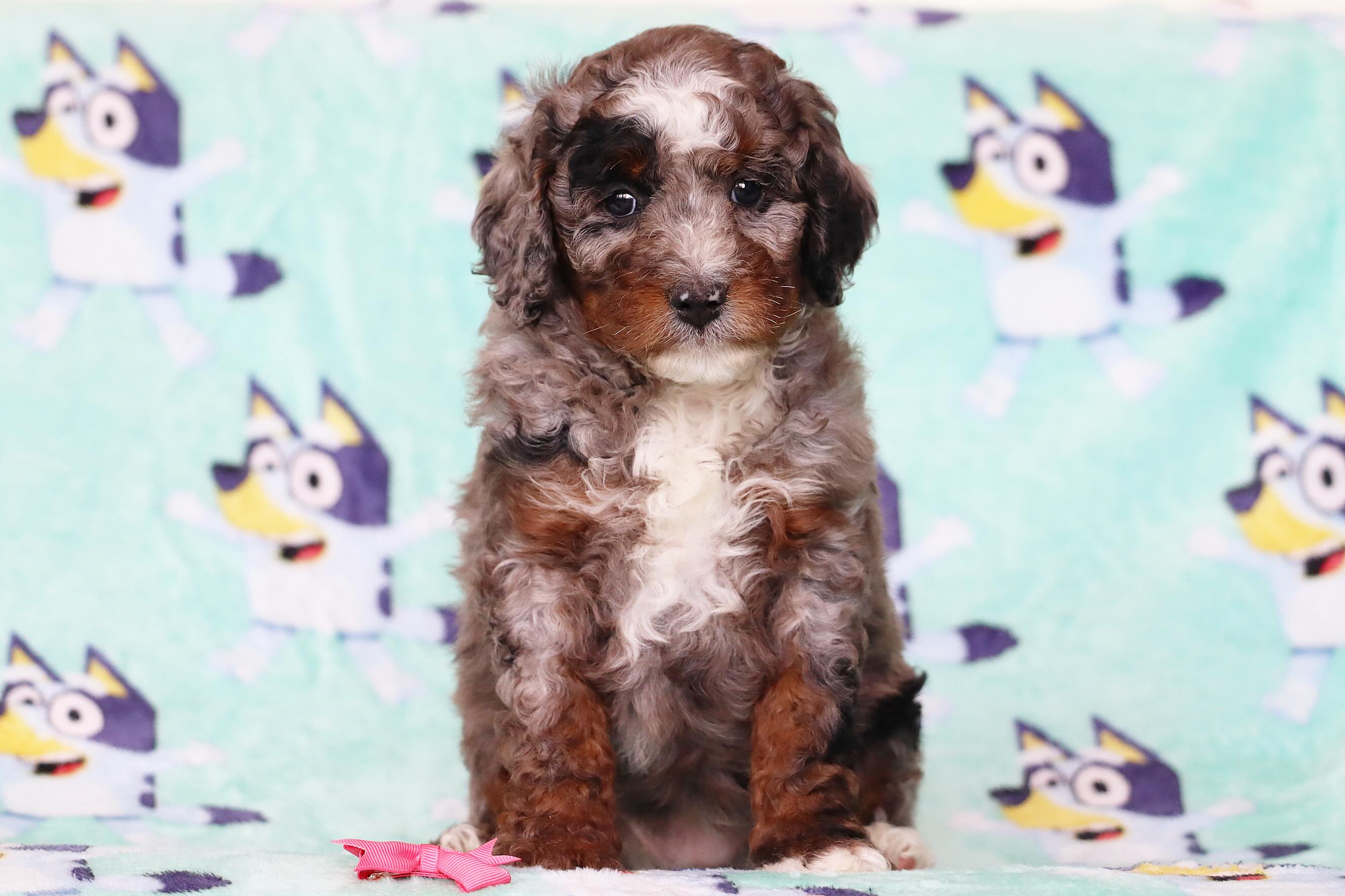 Brinley & Leos F1B medium babies #LKbernedoodles