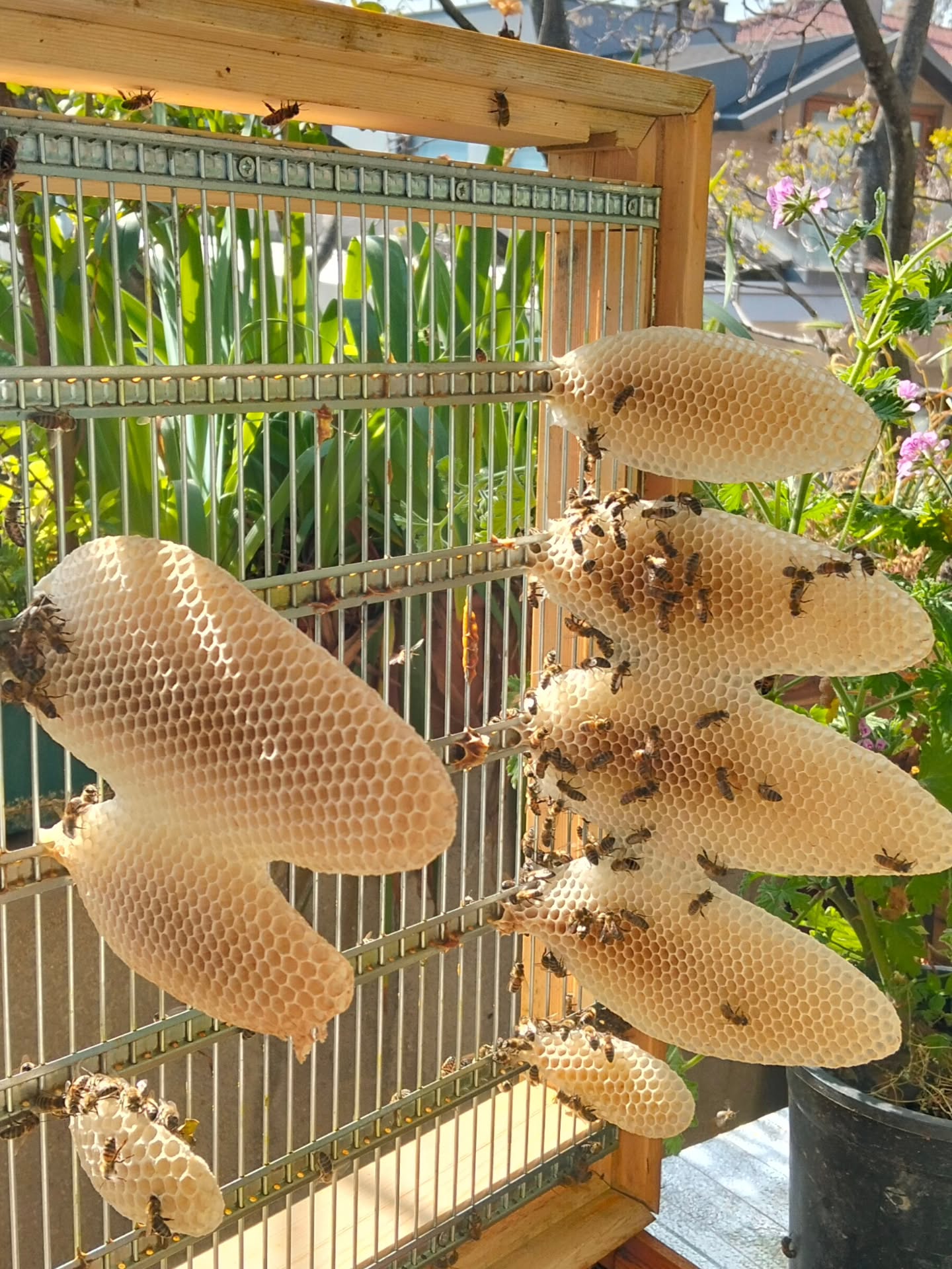 Şu dalakların güzelliğine bakın. Sadece 4 gün kontrol etmedim kovanı. İkinci katta inşaata girişmiş arı kızlarım🐝
Halbuki kabartsınlar diye hazır petek de koymuştum. Şu an çok hızlılar. Akasyalar açıyor. Sanırım renk ondan böyle. Bunlar boşa gitmeyecek. Çerçevelere yerleşecek ve kızlar devam edecekler üretime. Hep Tai Chi Chuan mı anlatacağız. Aslında arılar Tai Chi içindeler. Kollektif emekle, her biri yaptığı işi iyi yapma yolundalar. Bu, Kung Fu' dur işte.
Arıları korumak, gezegen görevidir. Bir oğul ( bir yere toplanmış arı kümesi-insan artık bunu da açıklamak gerek diye düşünüyor) görürseniz bir parkta, ağaçta, panik yapmayın. Zararsızdırlar! Sizinle ilgilenmezler. Arıcılar birliğini arayın. Uygun bir arıcı güvenle gelir alır. Onlara bir yerlerde, bir kovan hazırlanır. İstanbul-Kadıköy'de iseniz bana haber verebilirsiniz☺
#taichiheryerde #beekeeper #beekeeking #beerescue