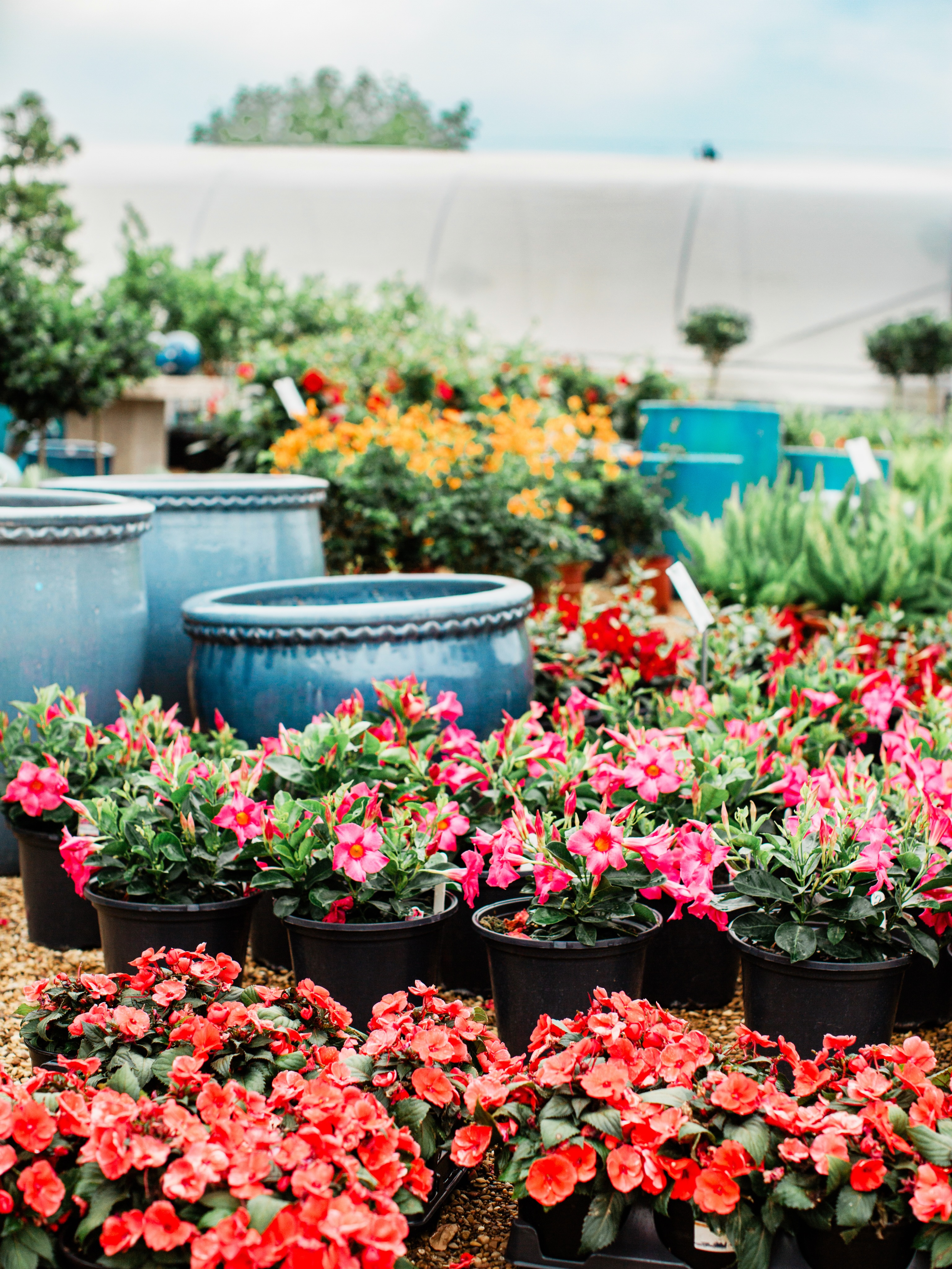 Sweet Spring blooms 🤍