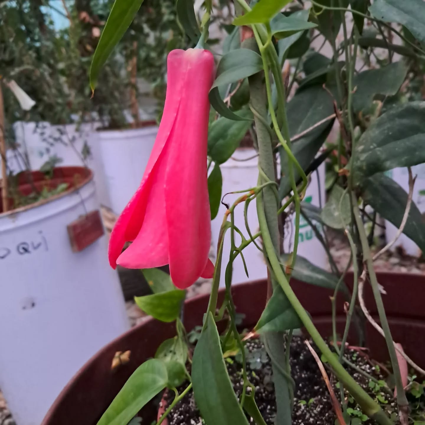 Bellos copihues Norma Iris, de un rojo mucho más vivo que en verano.