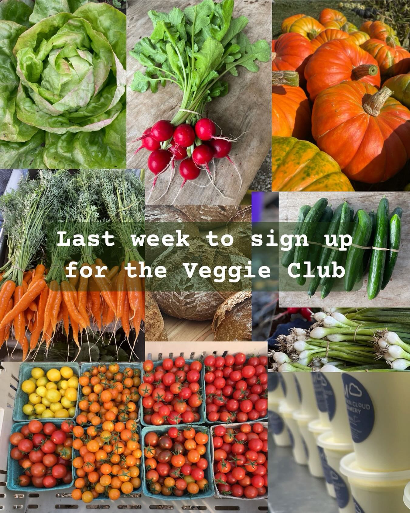 This Friday May 15 is the last day to sign up for the 2026 Veggie Club! Link in bio to learn more and sign up.