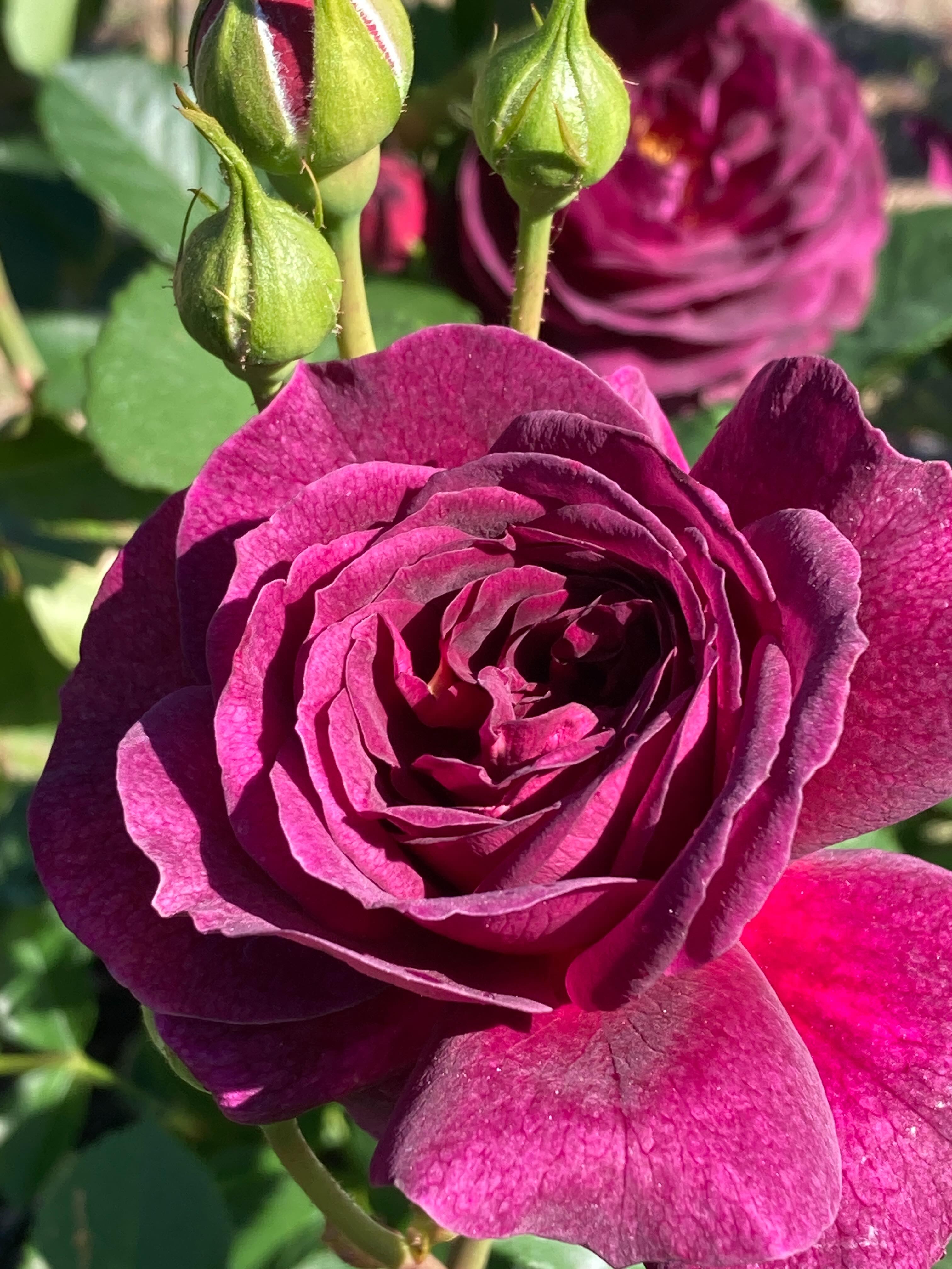 Tea roses are here and they’re making a statement. These beauties add elegance and sophistication to your sunny landscape.
#roundtreefarmgreenhouse #roses #tearoses #bloom