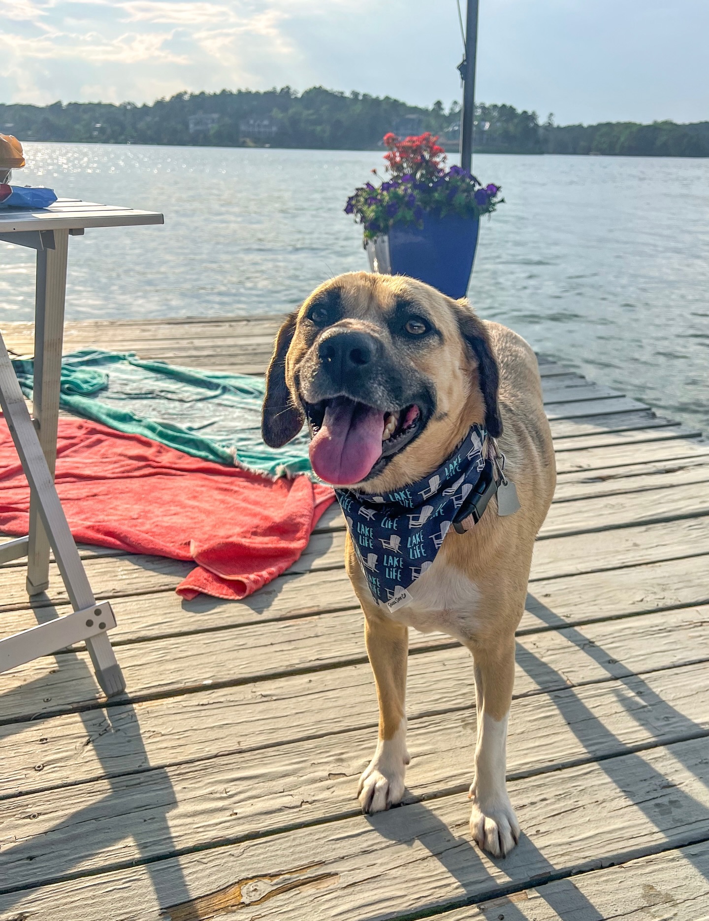 Lake life is just better with your dog and a SDC bandana 🌊☀️
#sharkdogco #unleashtheshark #scrunchiebandanas #lakelife #lakedog